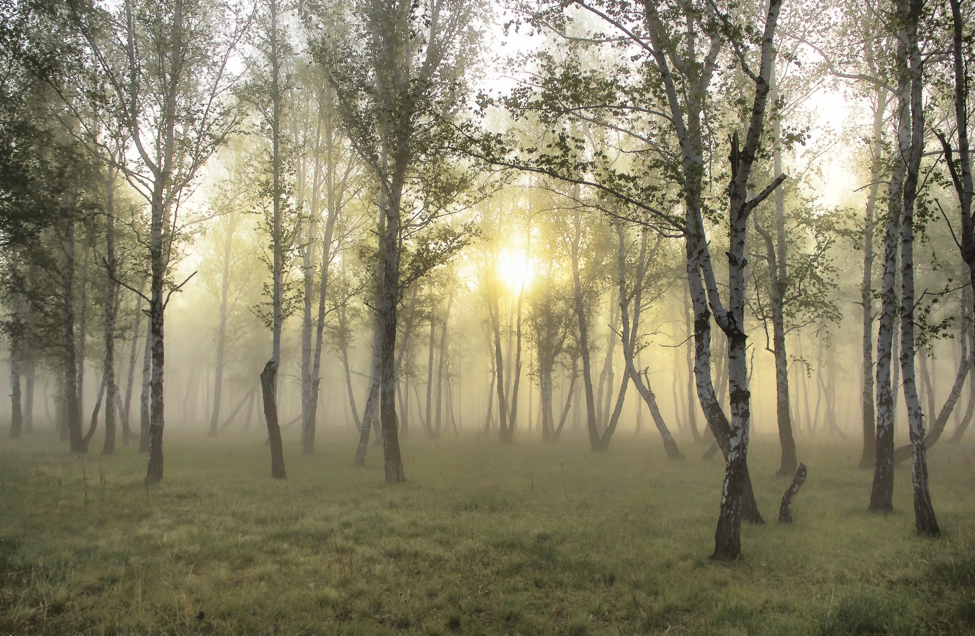 wald nebel sonne gras tapete