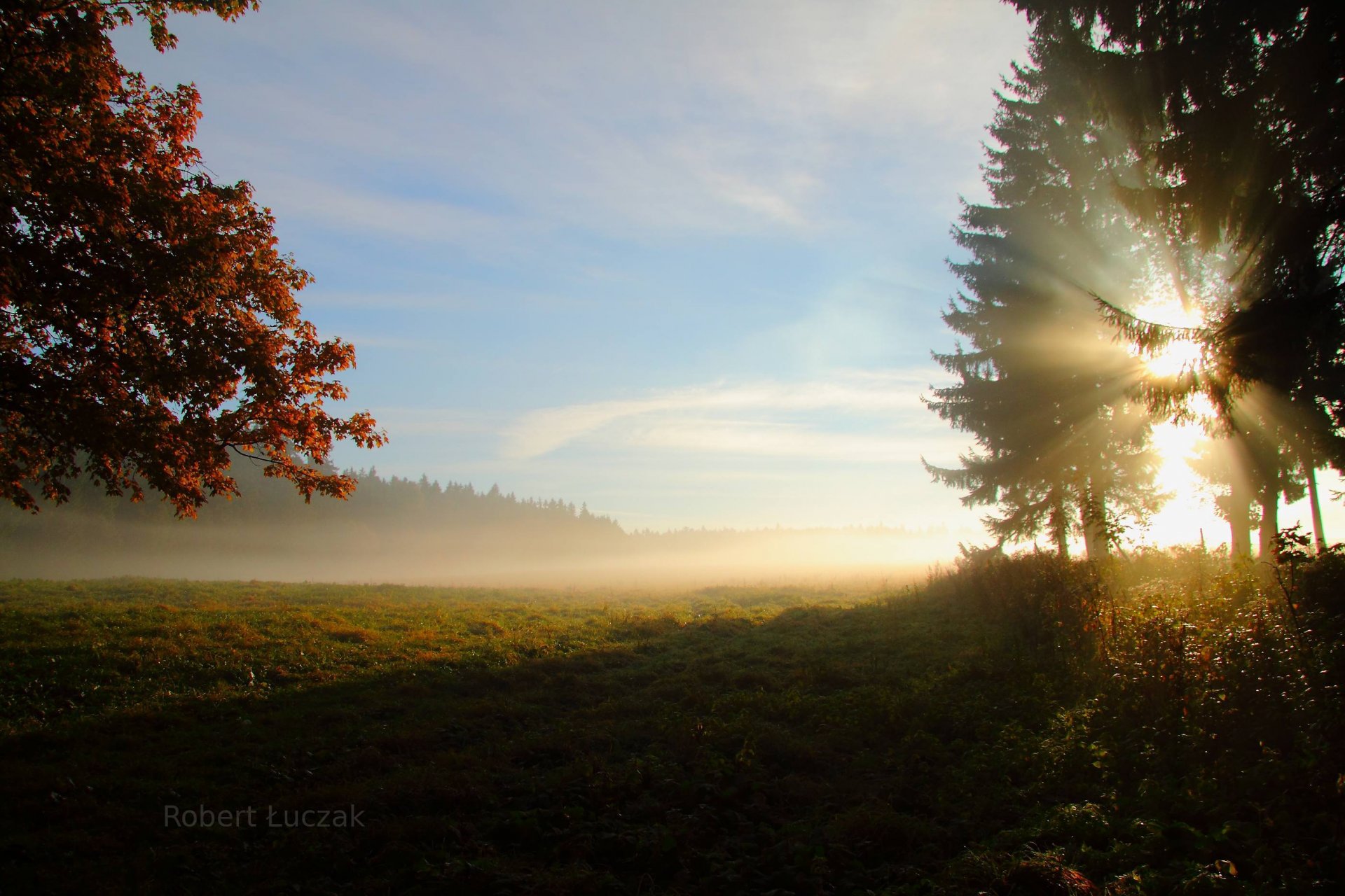 mattina foresta campo alberi sole raggi natura