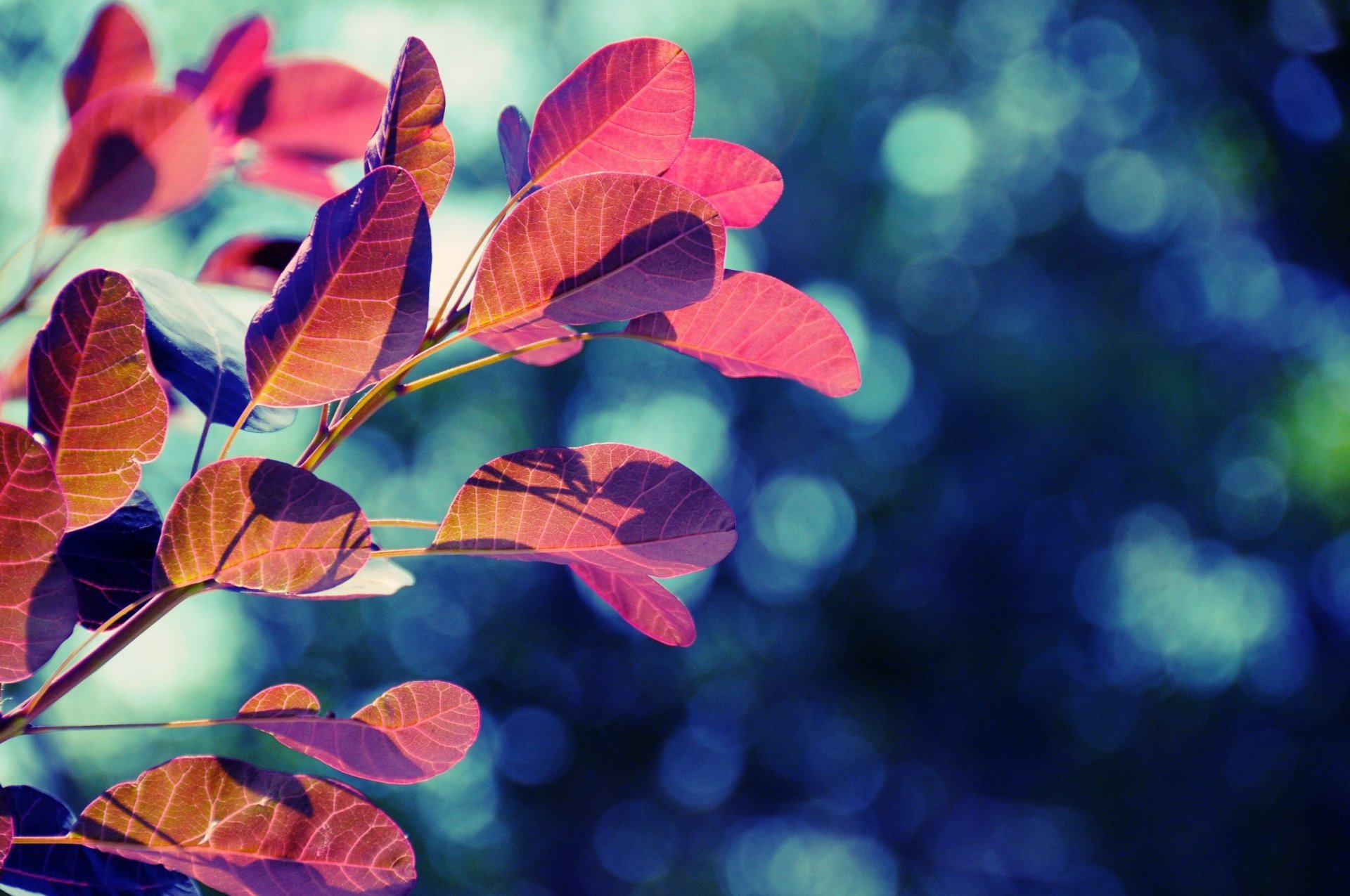 leaves tree reflection