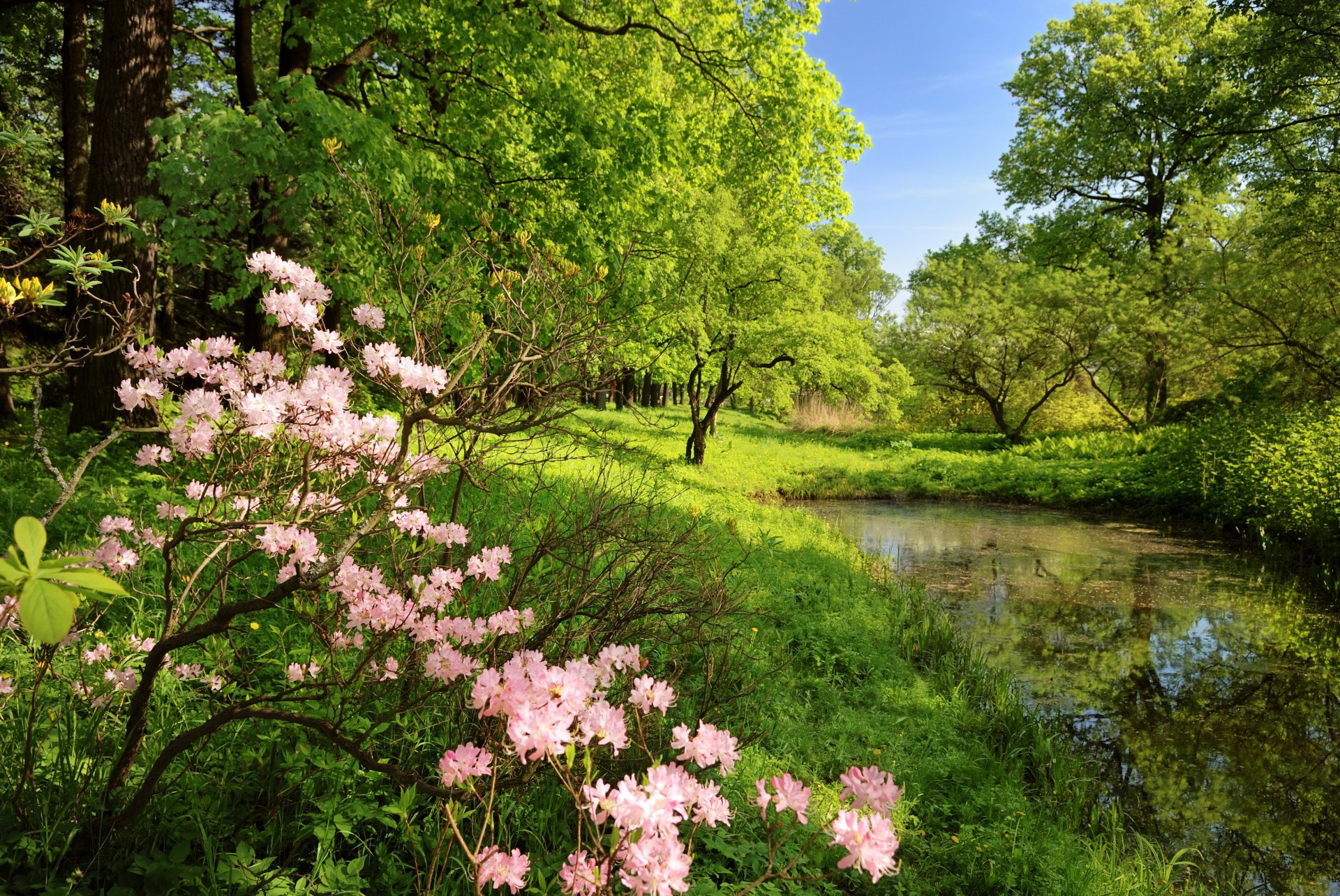 forêt fleurs arbres