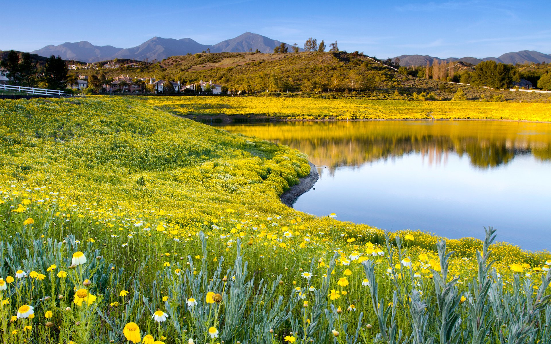 nature flower grass lake summer sky