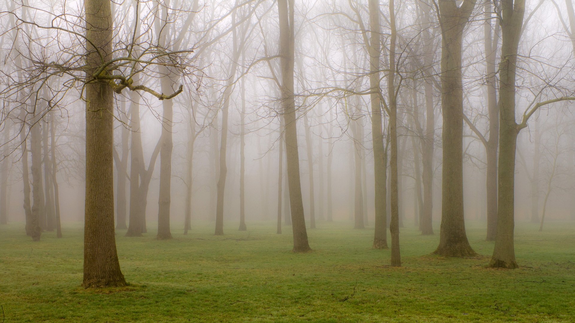 parc arbres brouillard nature