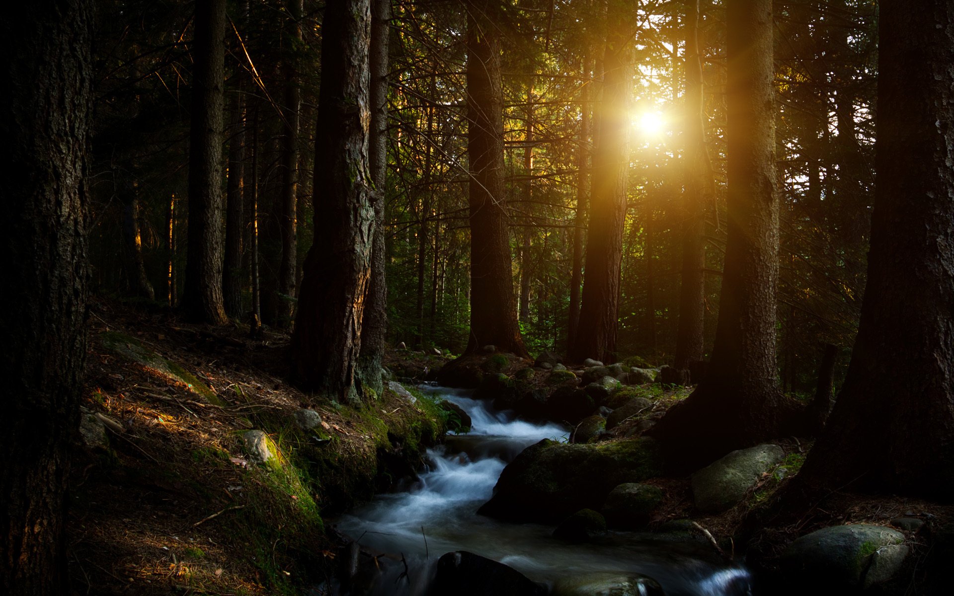 forêt arbres soleil ruisseau