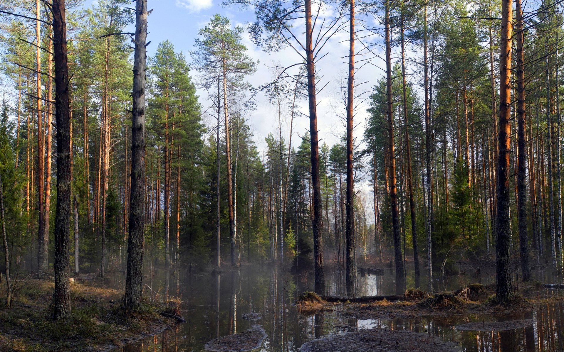 forest spring tree nature