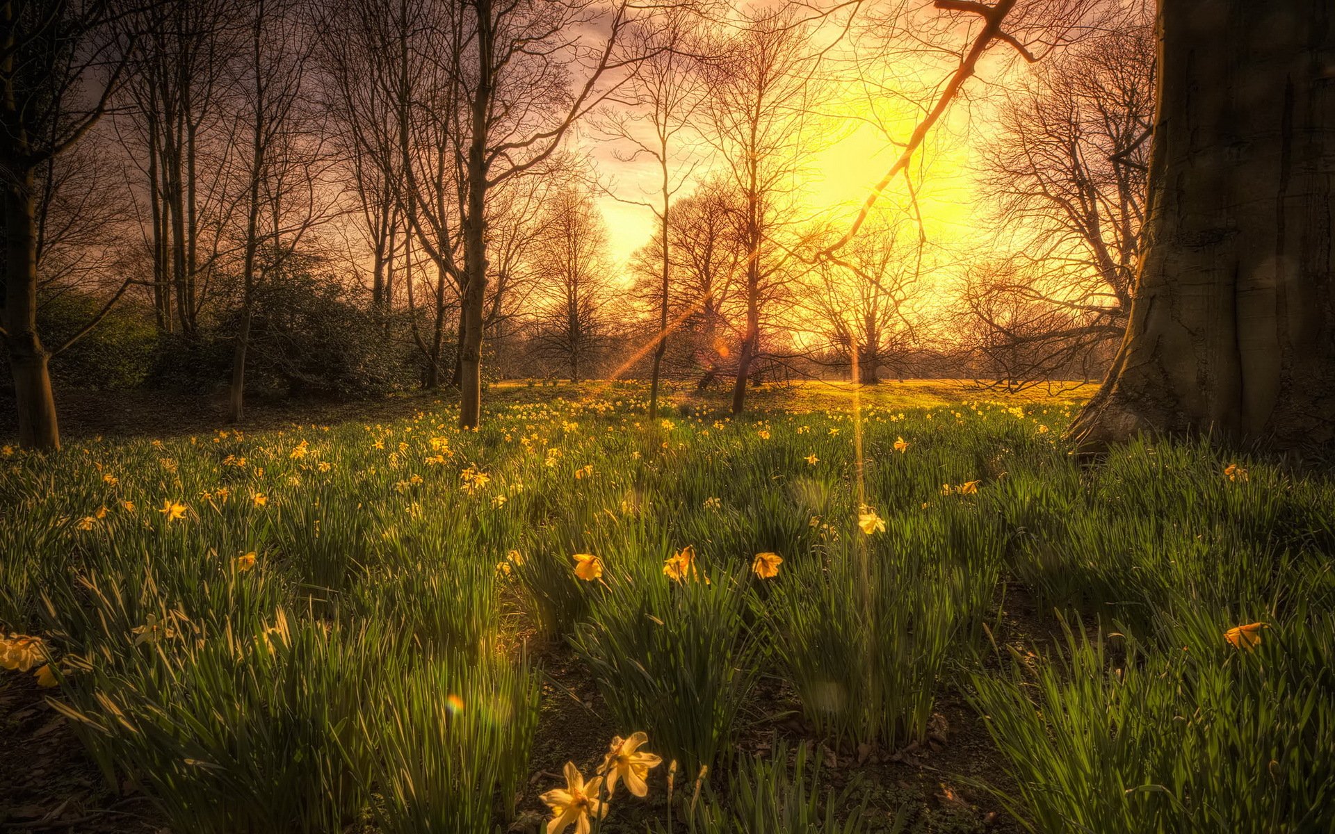 puesta de sol luz flores árboles naturaleza