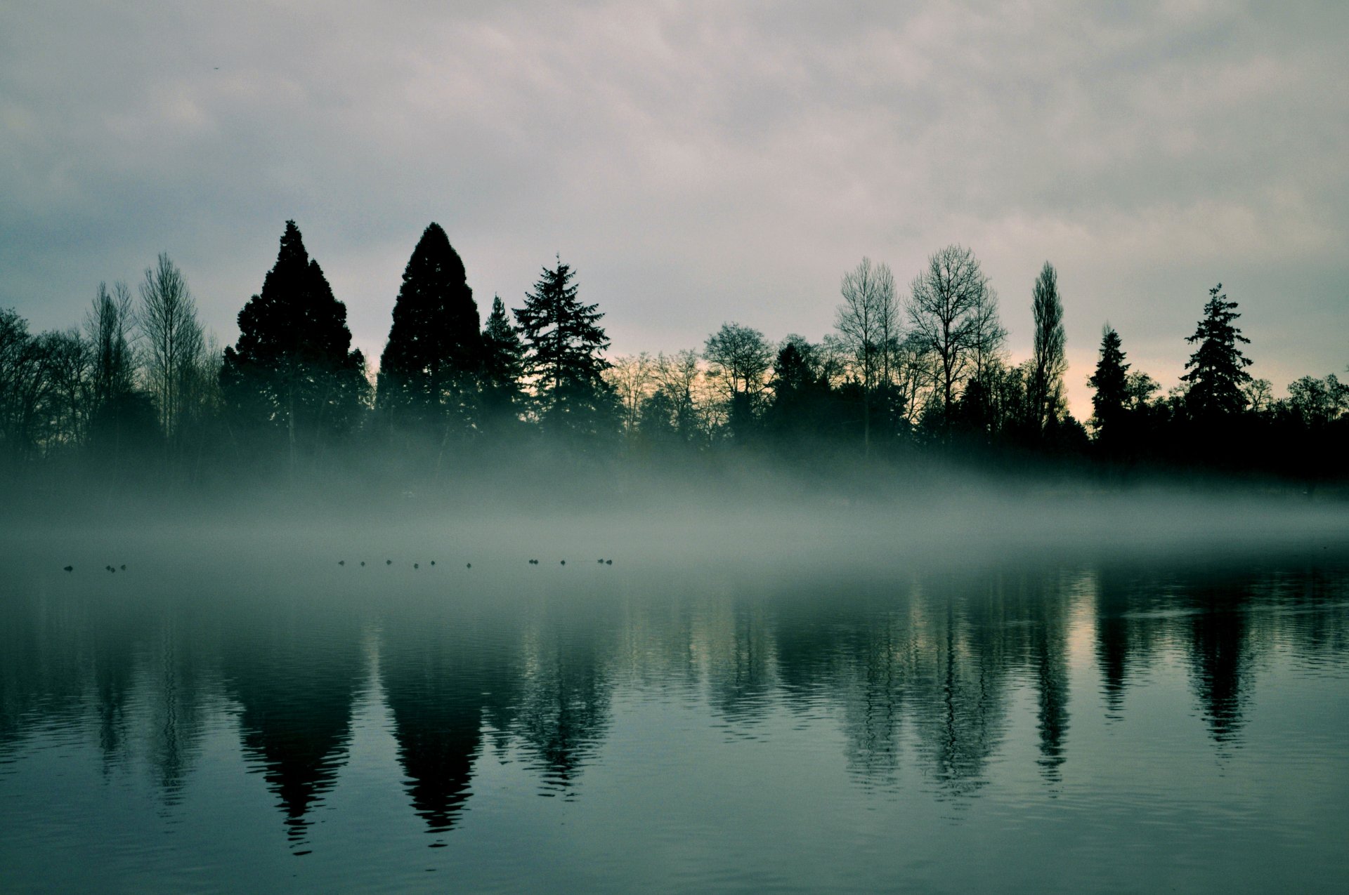 temprano en la mañana amanecer río neblina árboles niebla cielo naturaleza