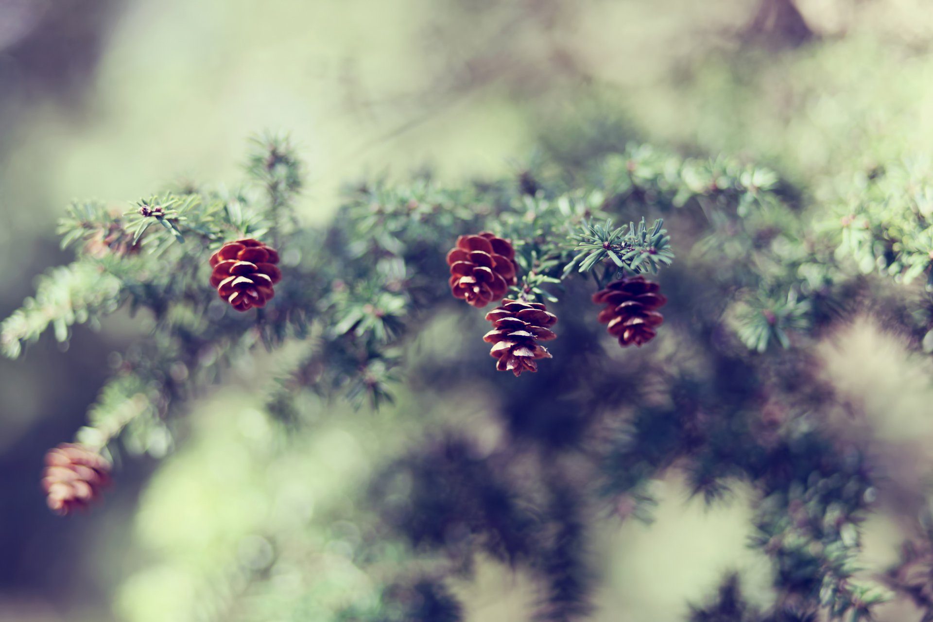 coni ramo abete rosso aghi natura sfocatura messa a fuoco bokeh