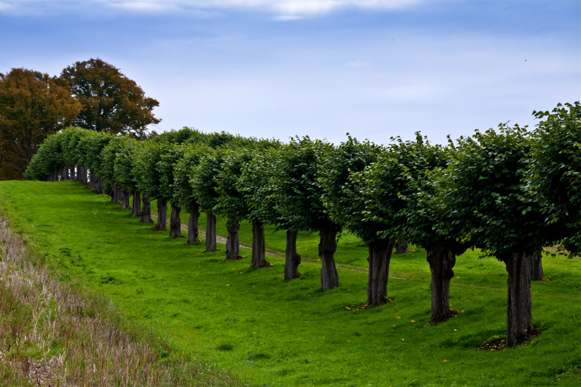 germania radura sentiero vicolo erba alberi fila