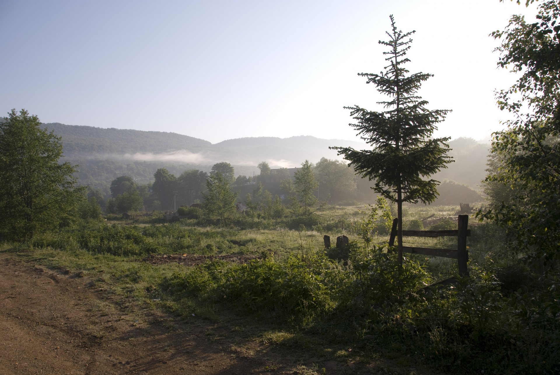 matin brouillard montagnes arbres paysage nature