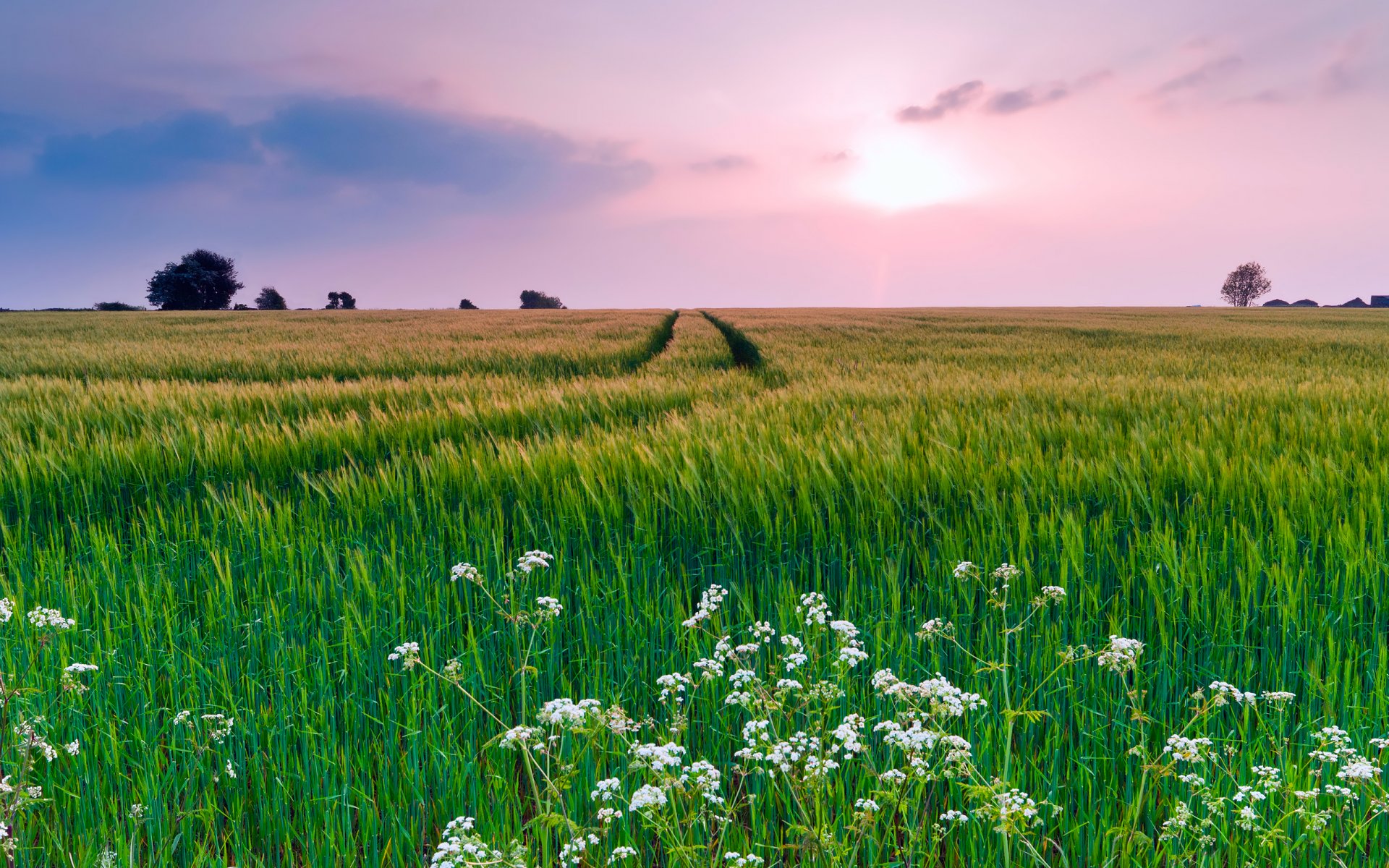 nature the field grass flower summer sky clouds night