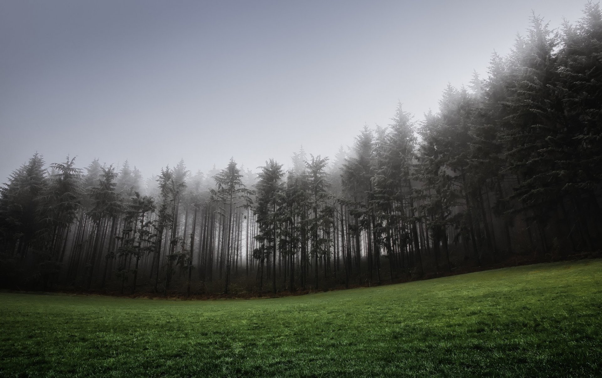 forest fog grass turf hill conifers spruce