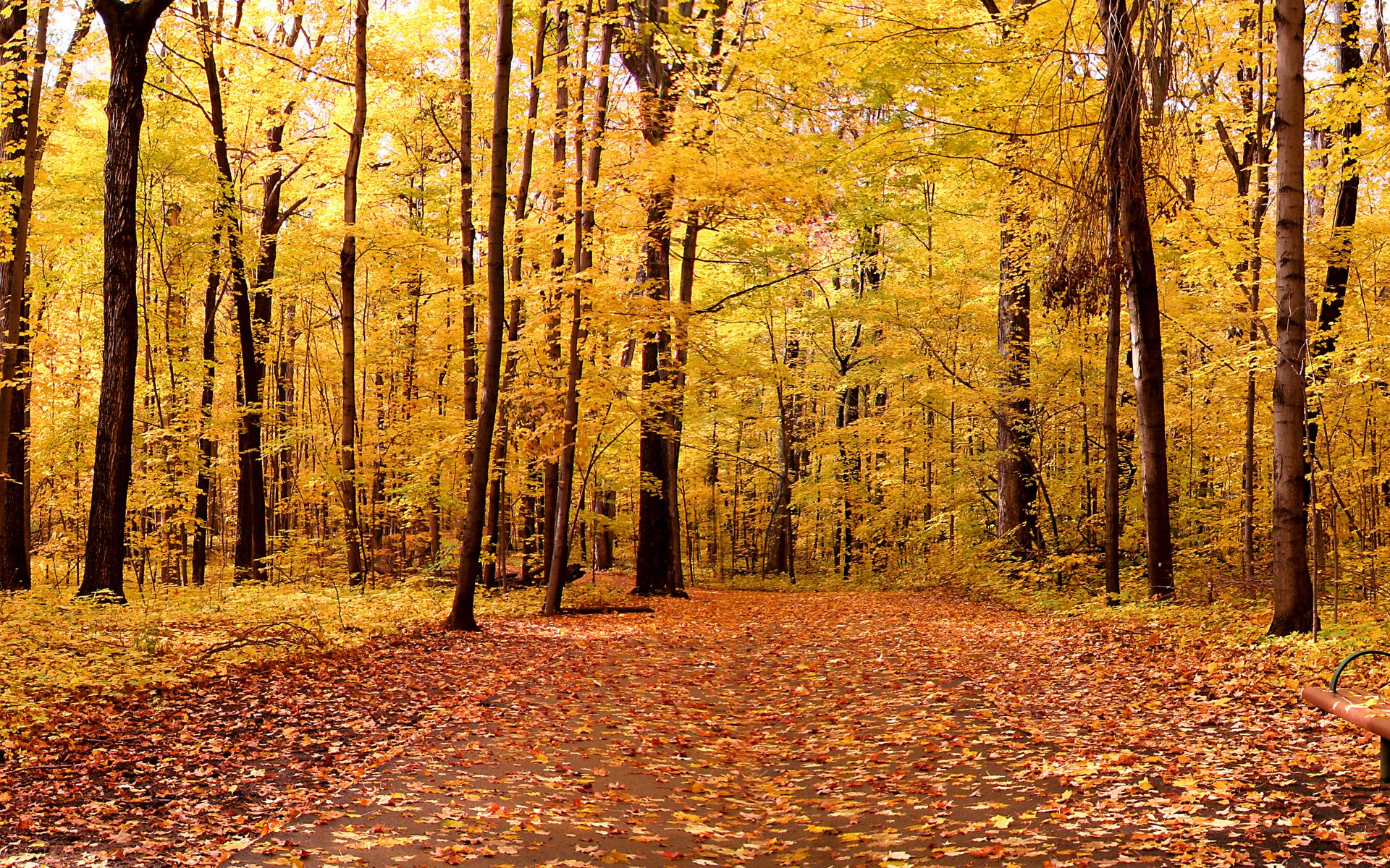 nature landscape autumn trees park leaves 1920x1200