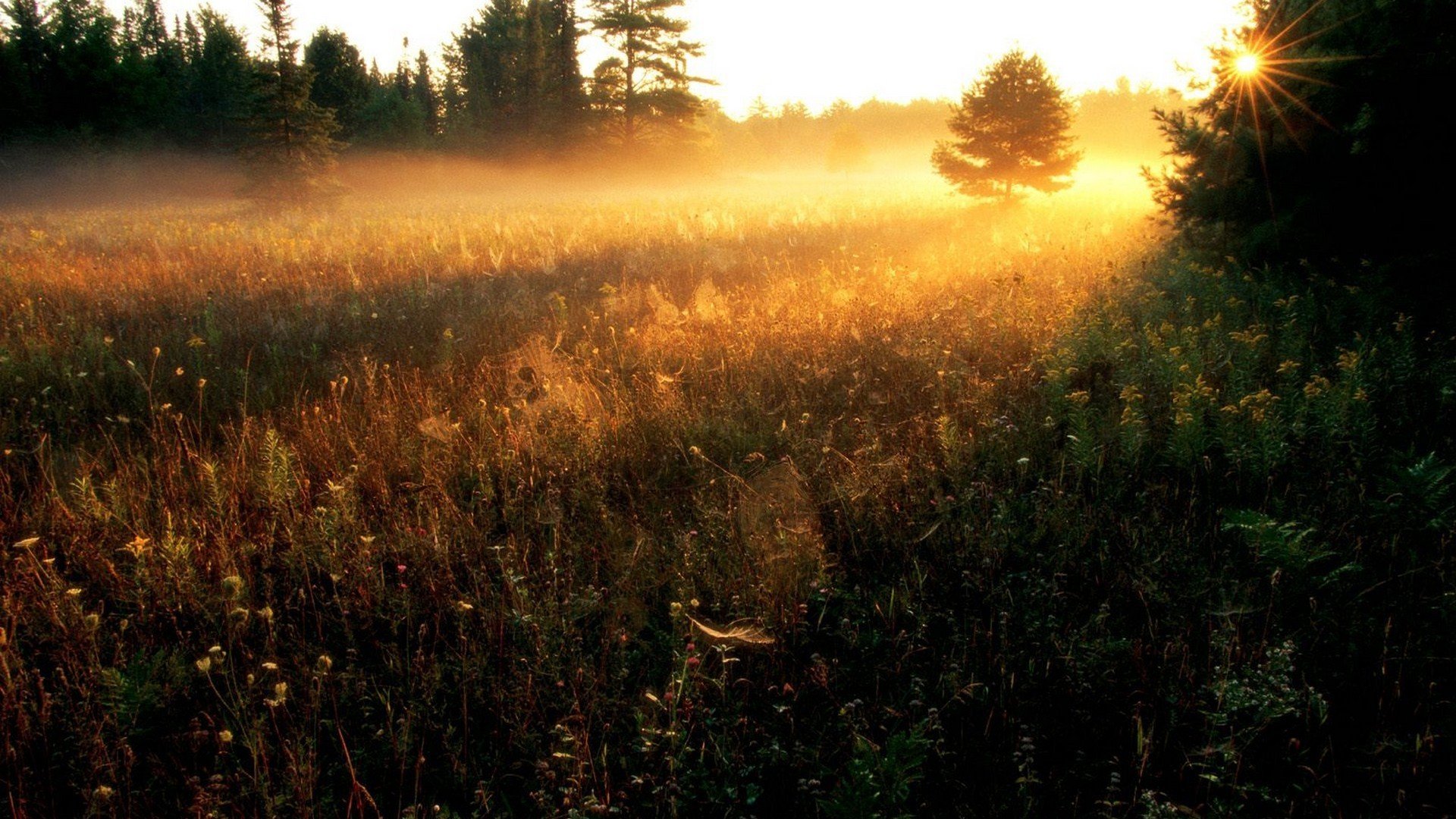 nature landscape grass tree sun