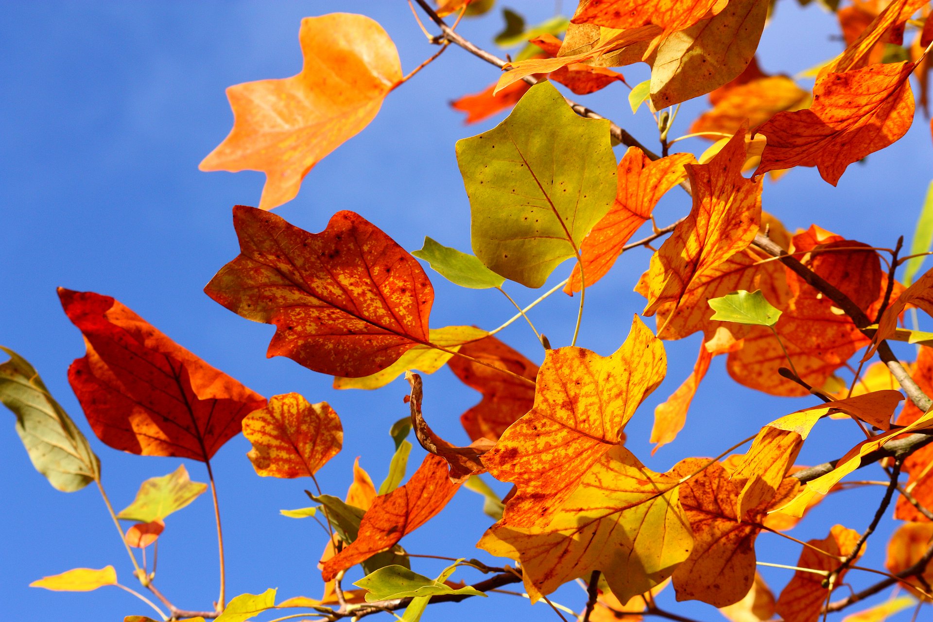 blätter herbst himmel baum zweige zweige gelb rot