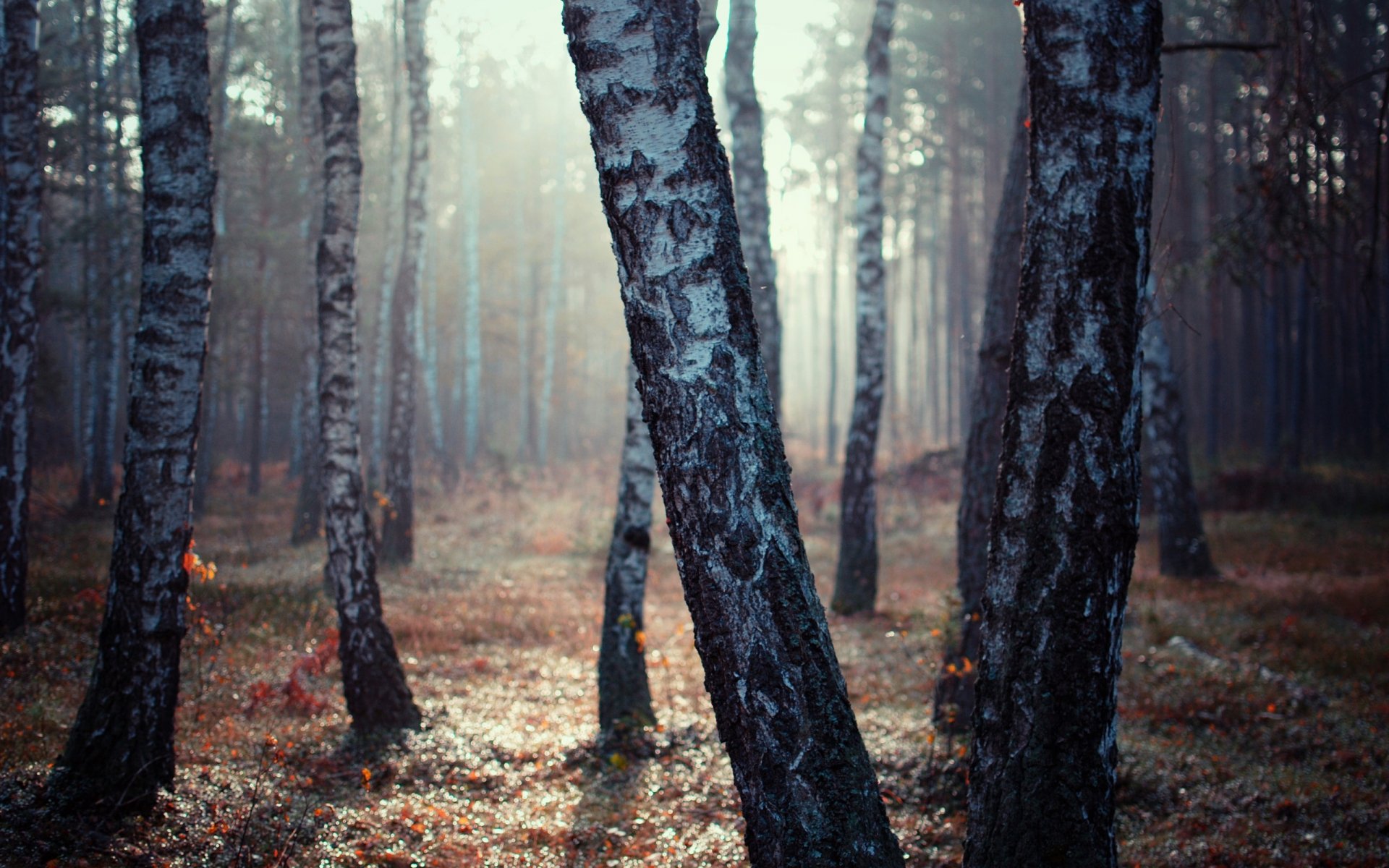 forest birch light