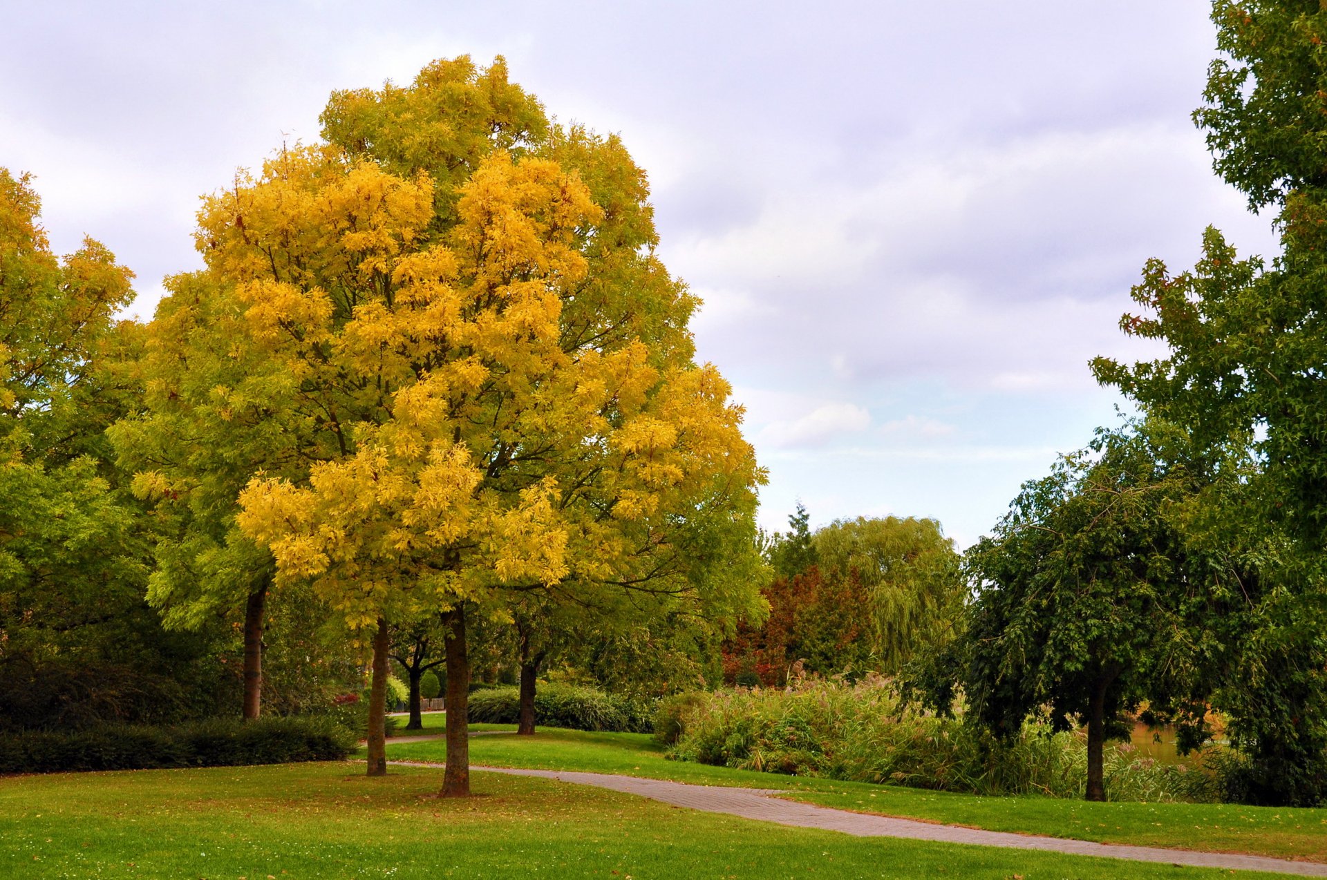 autumn tree park alley