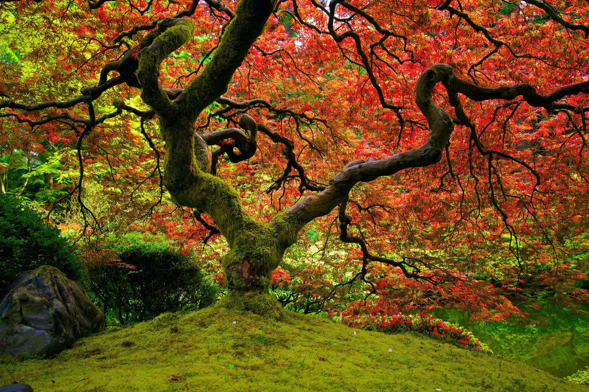 natur japanischer garten rot