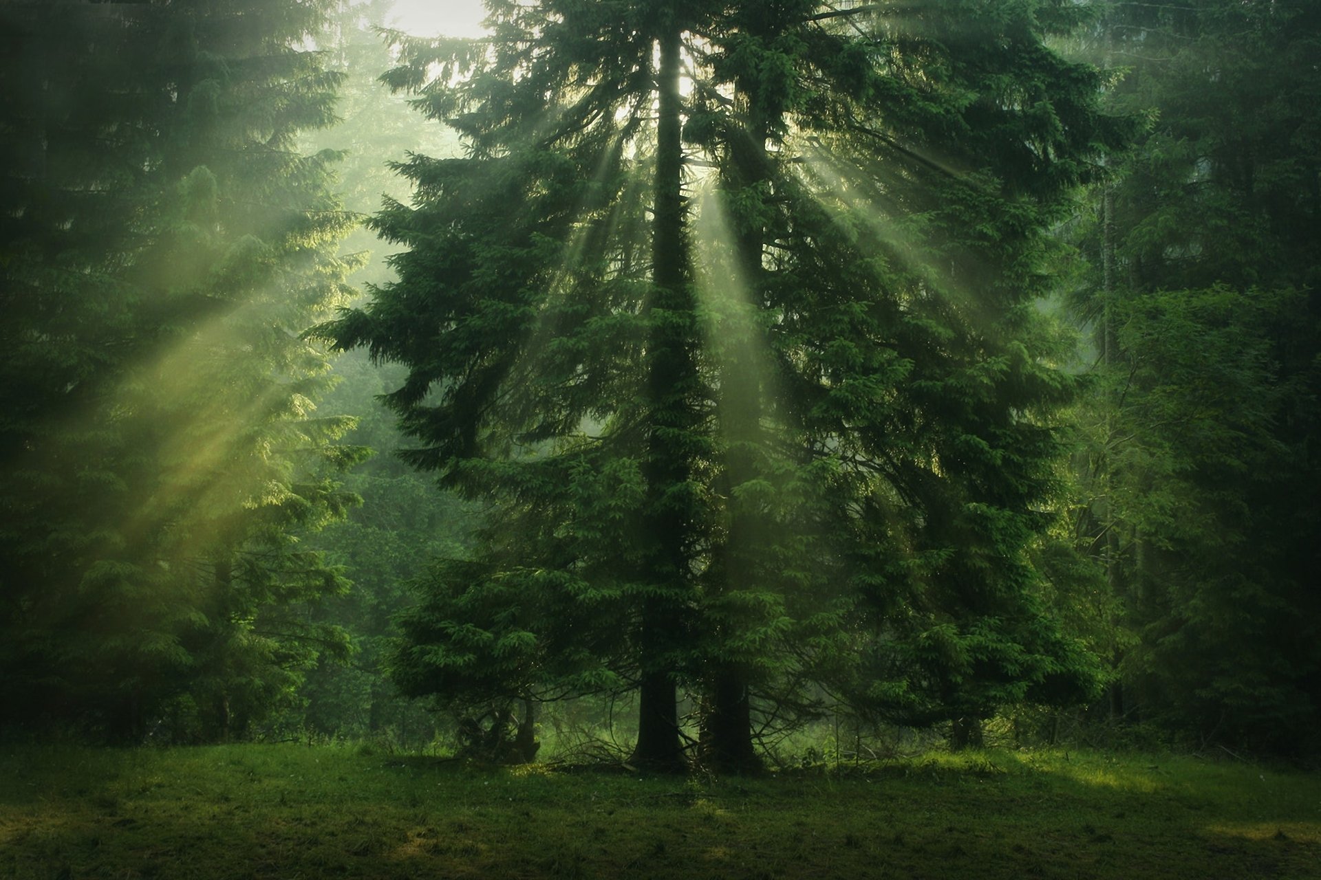 forest sun rays tree crown green conifer