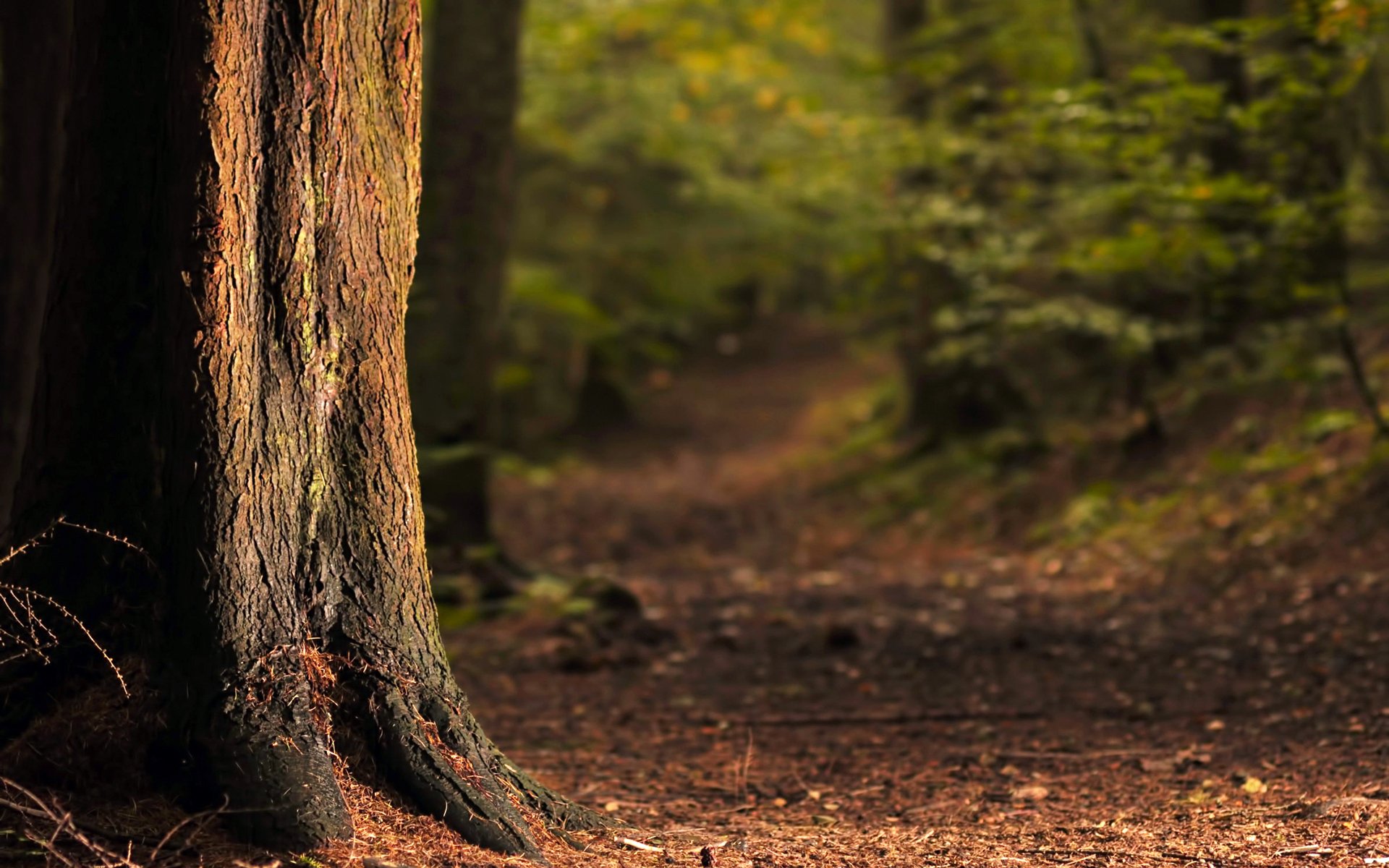 árbol tronco corteza raíces agujas camino árboles bosque arbustos luz