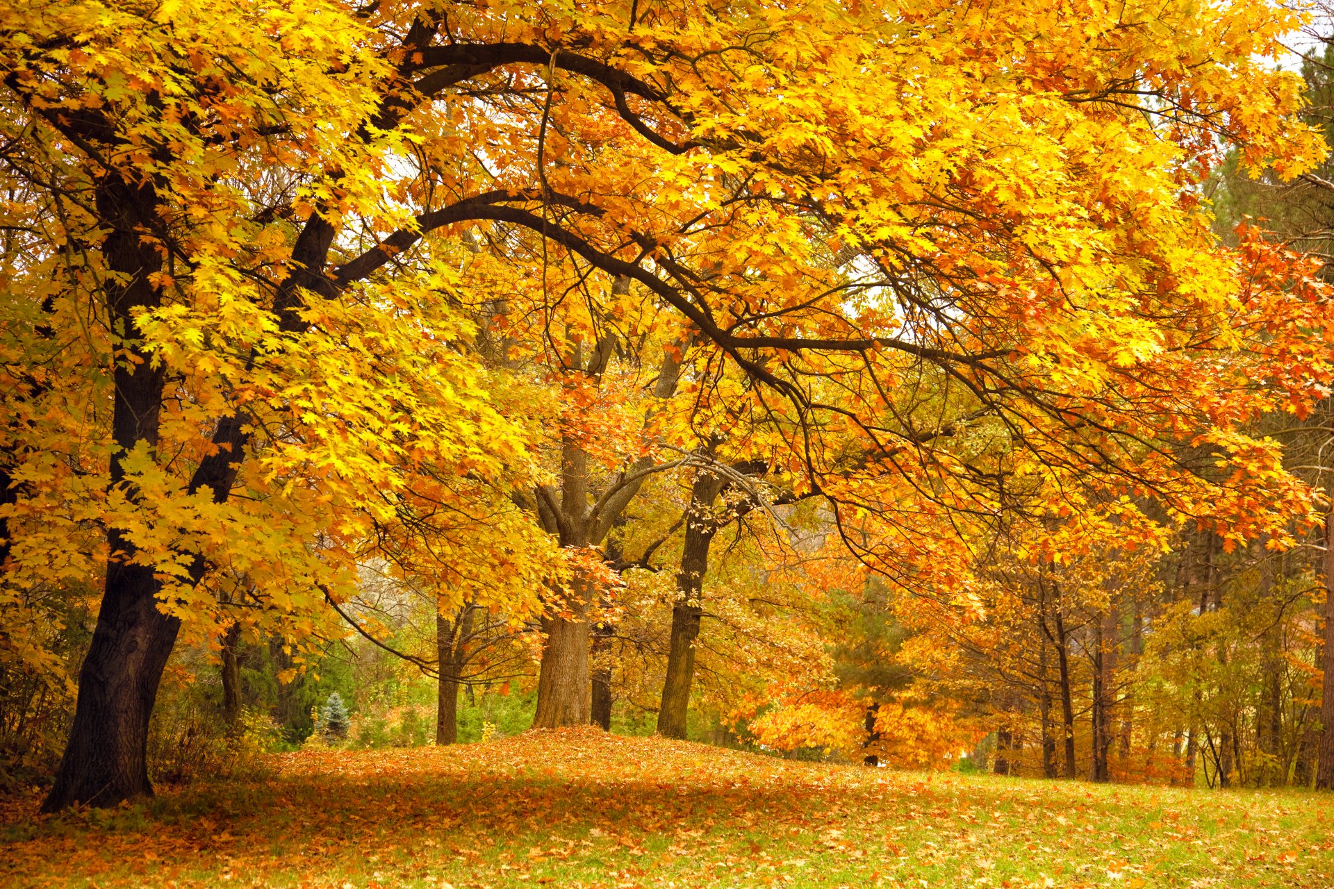 automne forêt parc clairière arbres branches feuilles jaune nature paysage