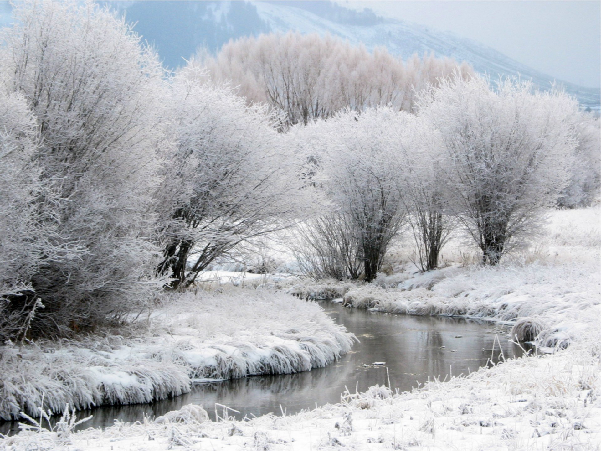 winter snow frost tree creek mountain away fog