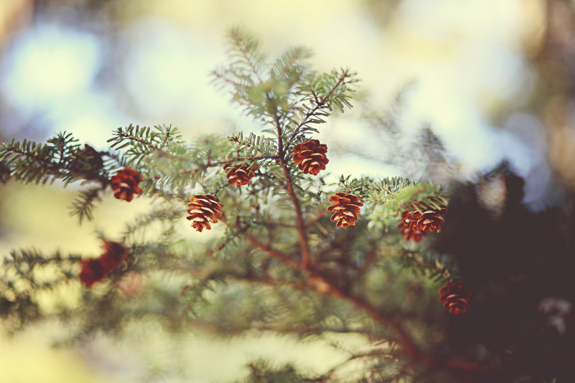 gałąź szyszki igły igły świerk focus bokeh natura