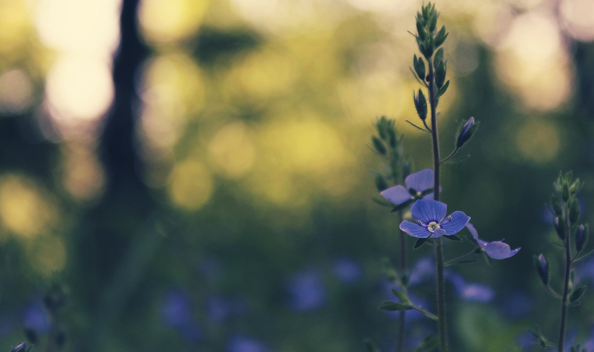 kwiat niebieski wiosna trawa bokeh