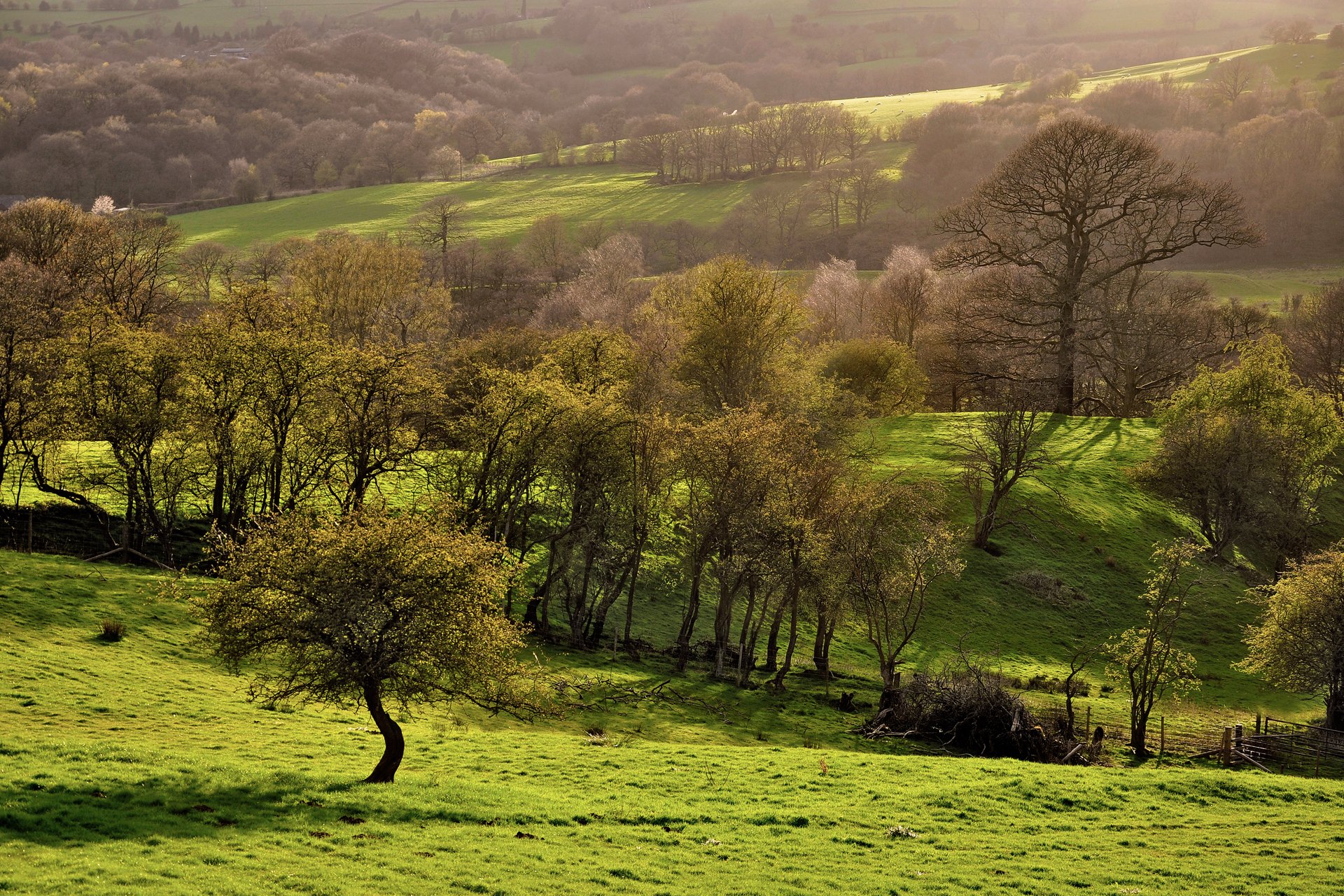 natur frühling bäume felder pisten grüns