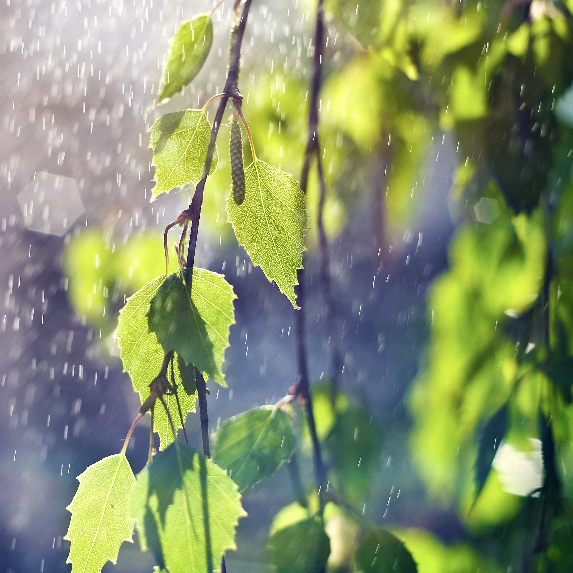 blätter zweige regen