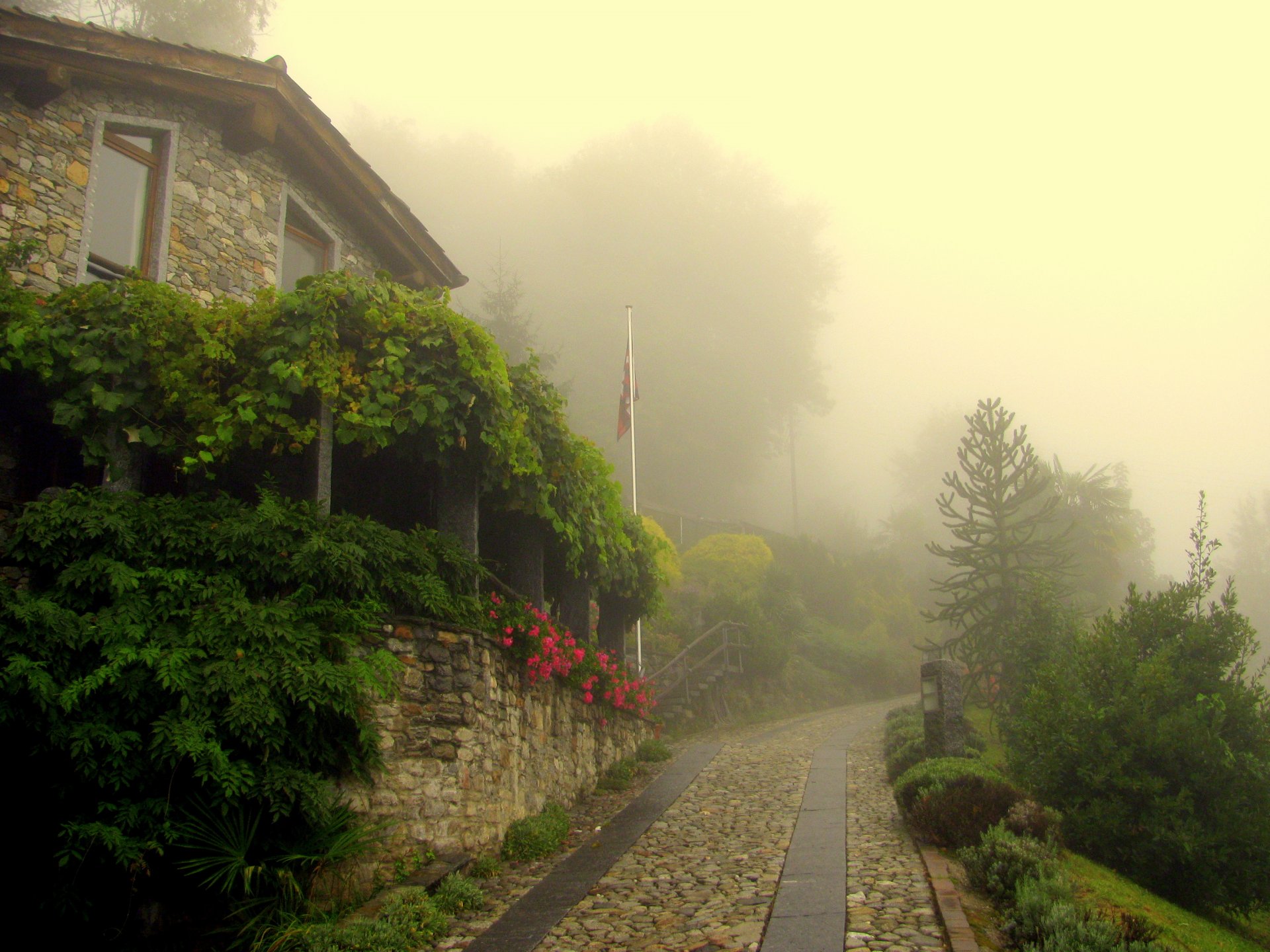 nebel land stadt pflasterstein blumen grün bäume morgen