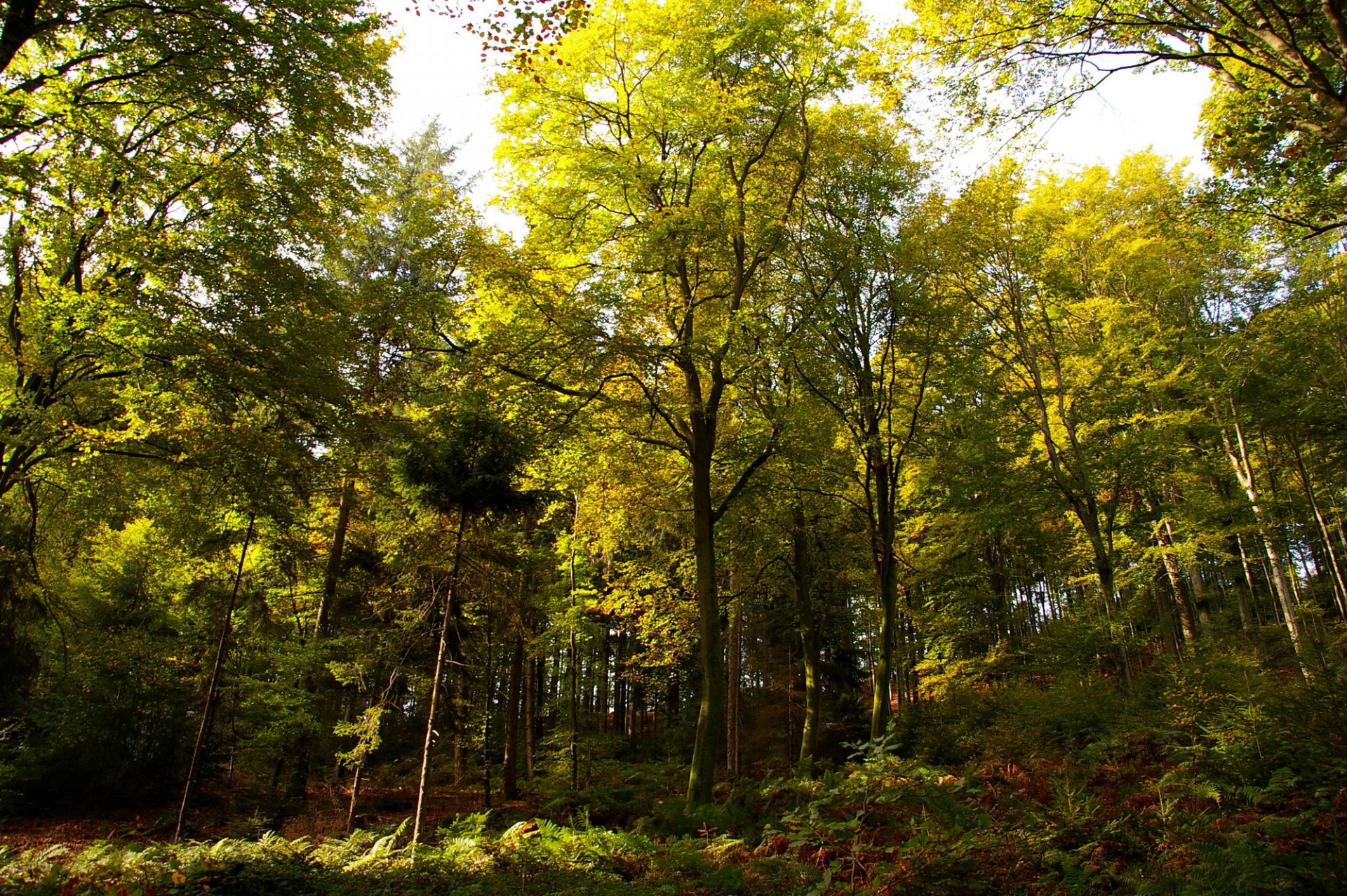 germania autunno foresta alberi soleggiato giorno