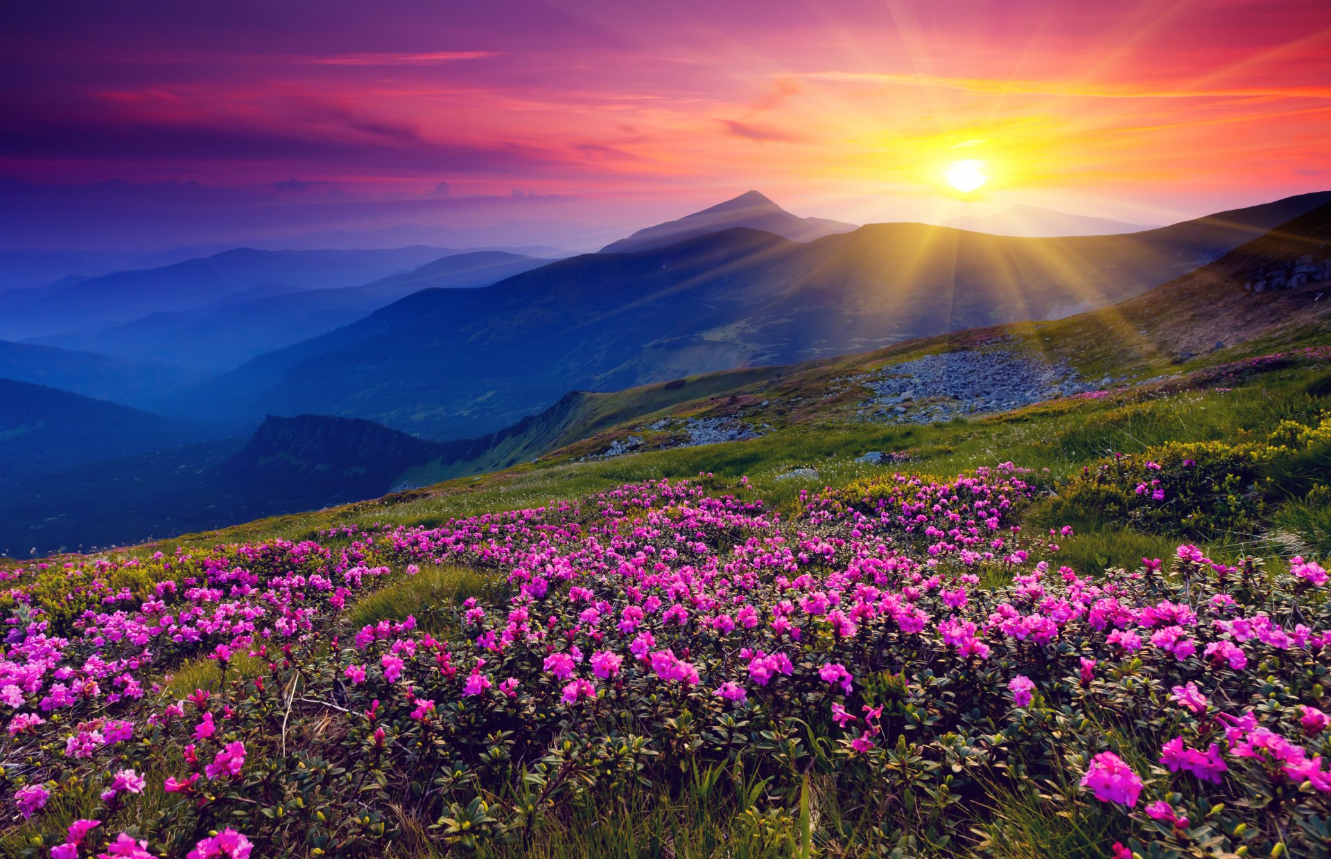 mountain flower dawn sun