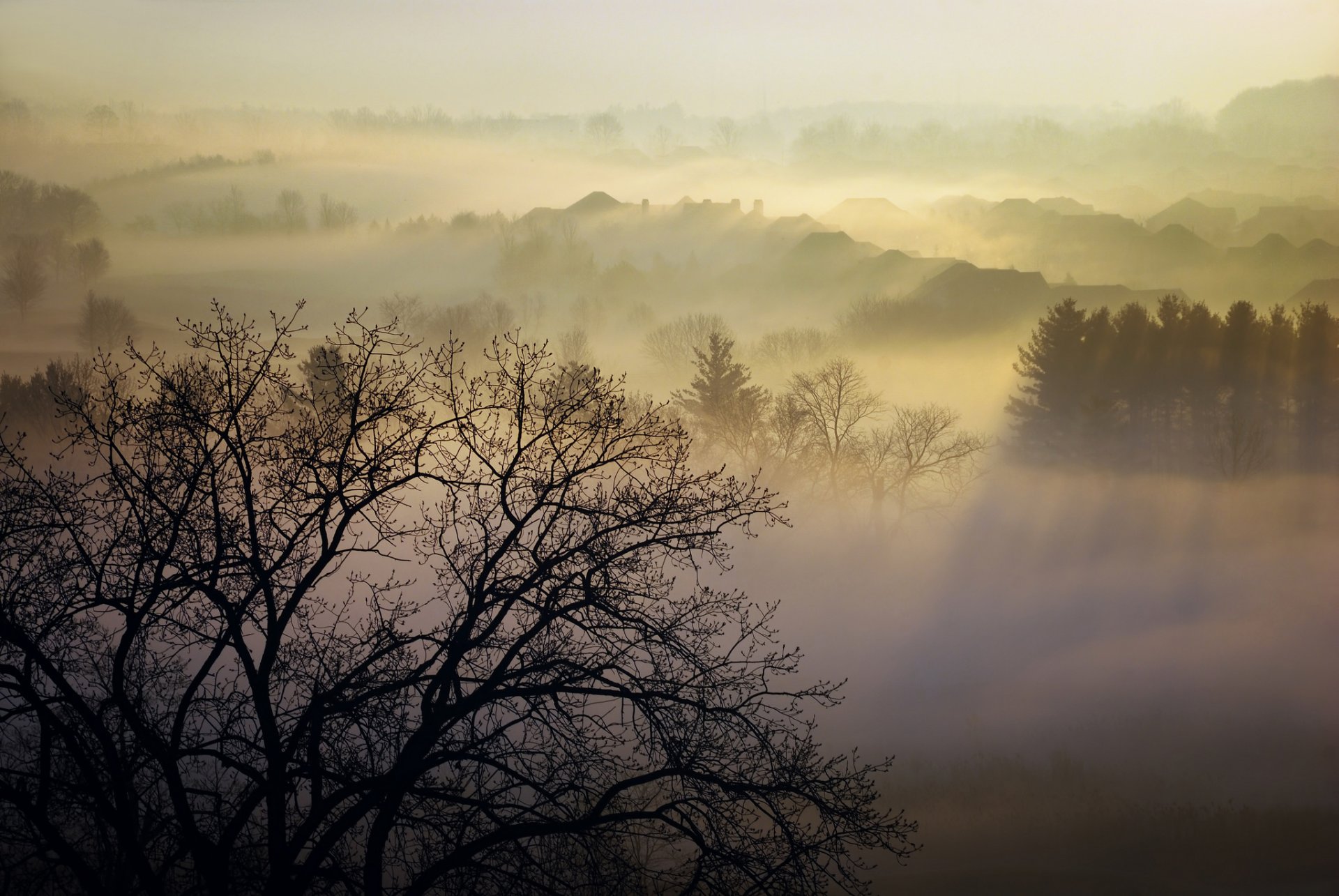 nature morning homer watson park canada pairs fog tree