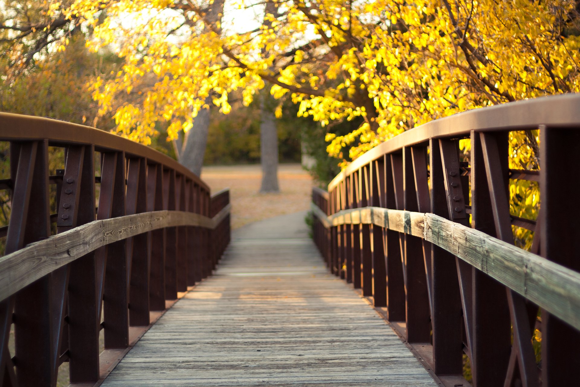 natur brücke herbst blendung