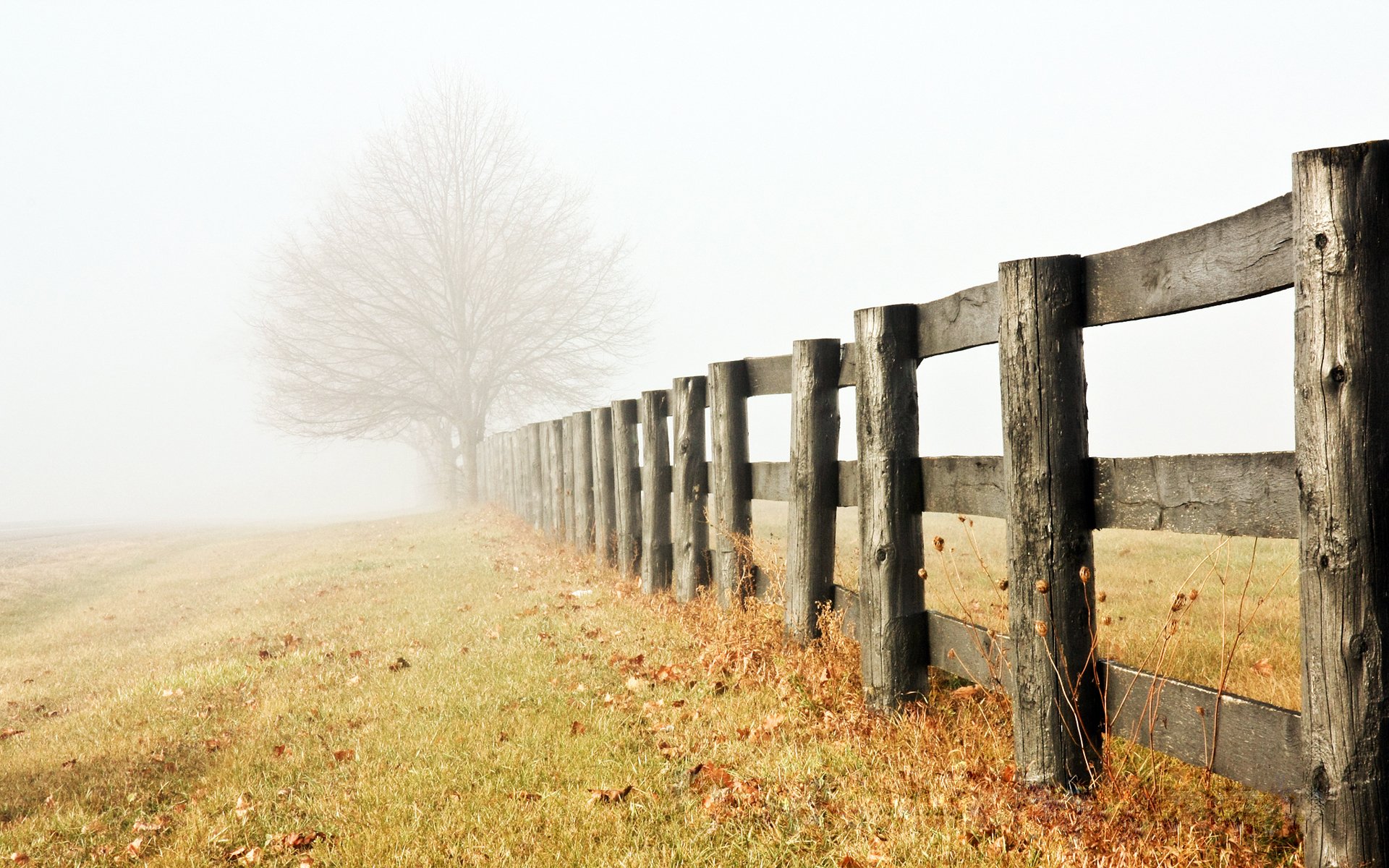 arbre solitaire fin de l automne brouillard brume matin clôture brins d herbe