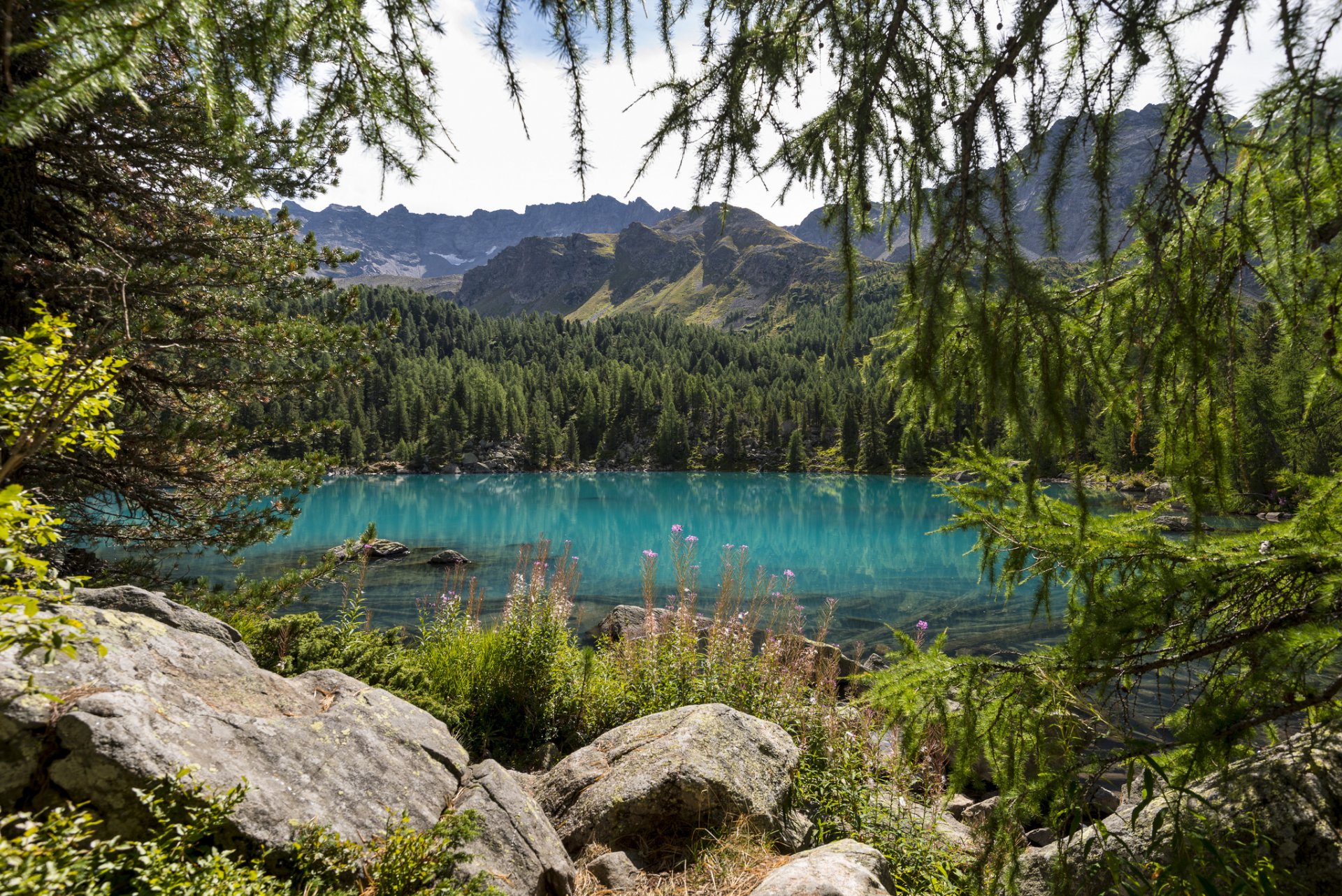 nature arbres lac montagnes forêt épinette conifères fleurs