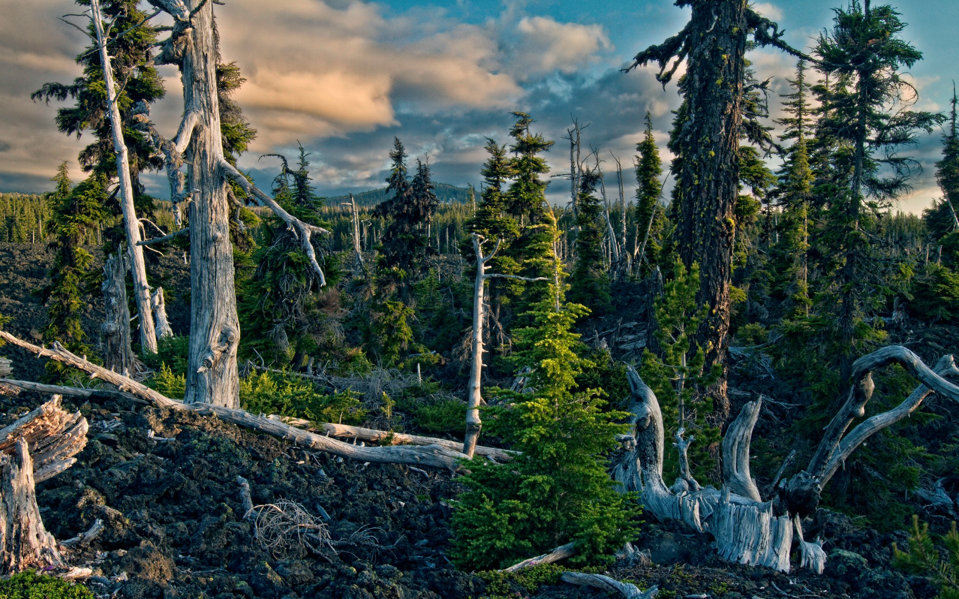 nature forest snags mountain sky