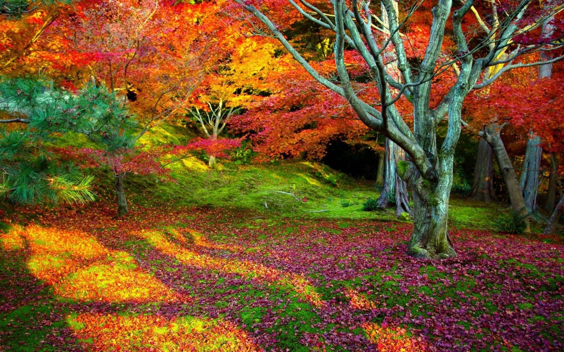 natur landschaft baum bäume blätter herbst laubfall schönheit hintergrund hell bunt