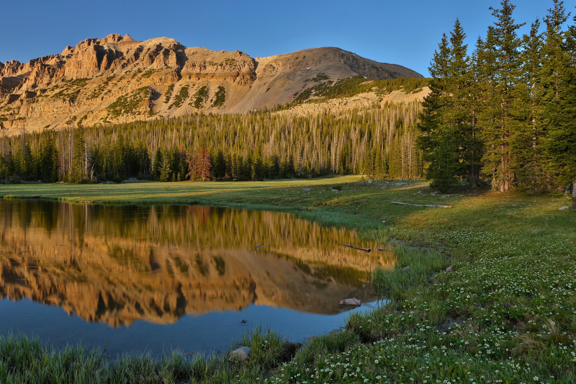 natur berge see gras blumen wald himmel reflexionen sommer