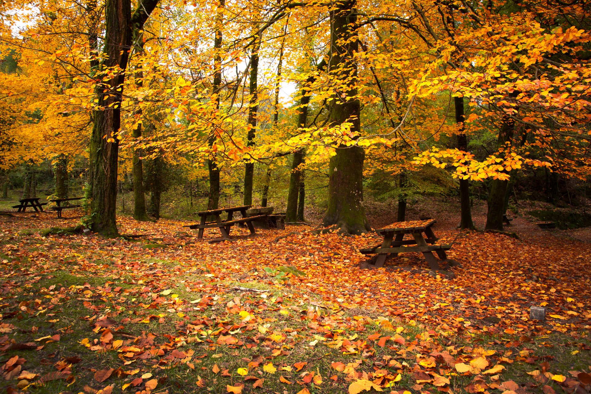 forest benches tree foliage autumn