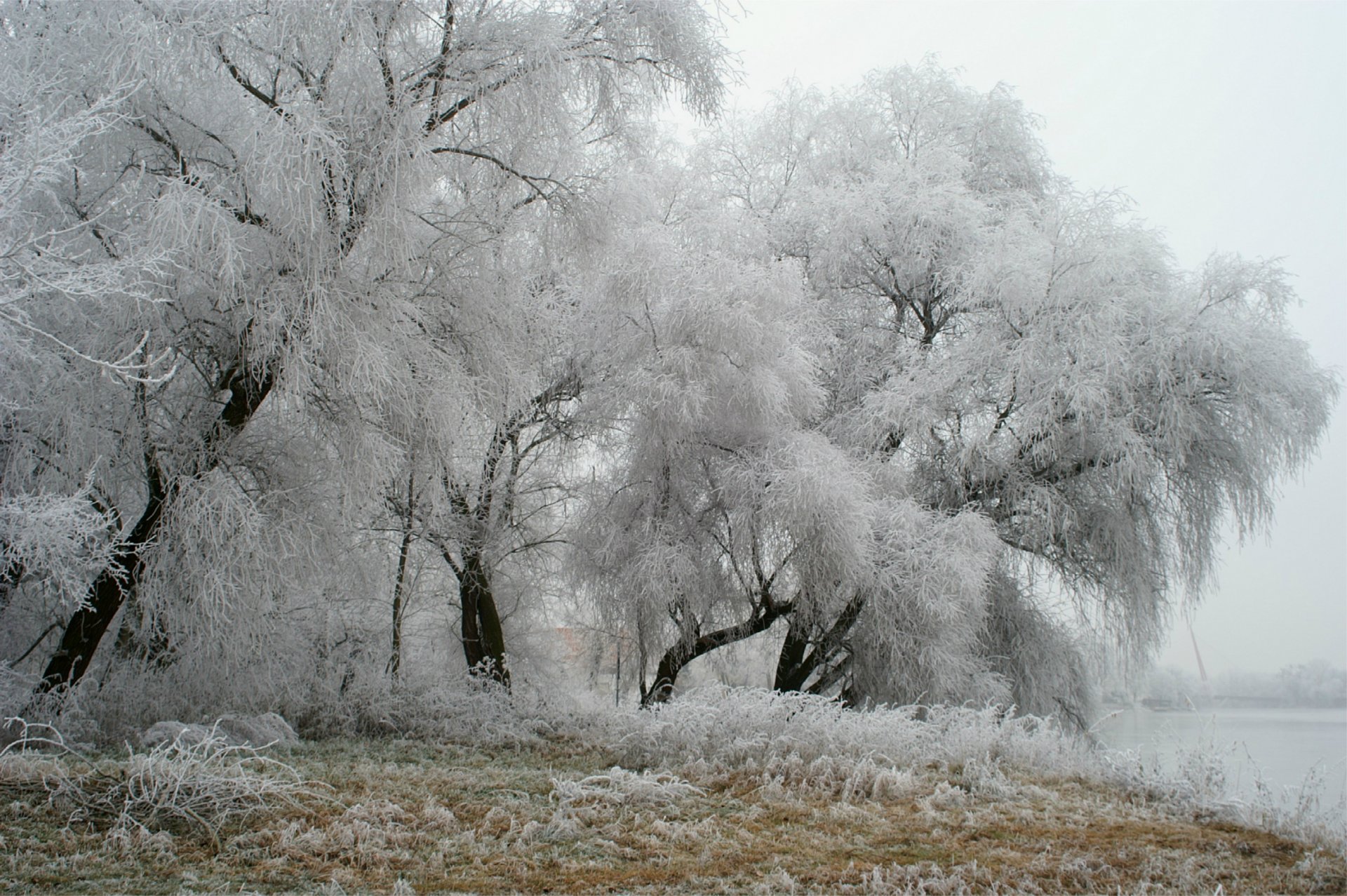 alemania parque invierno escarcha árboles