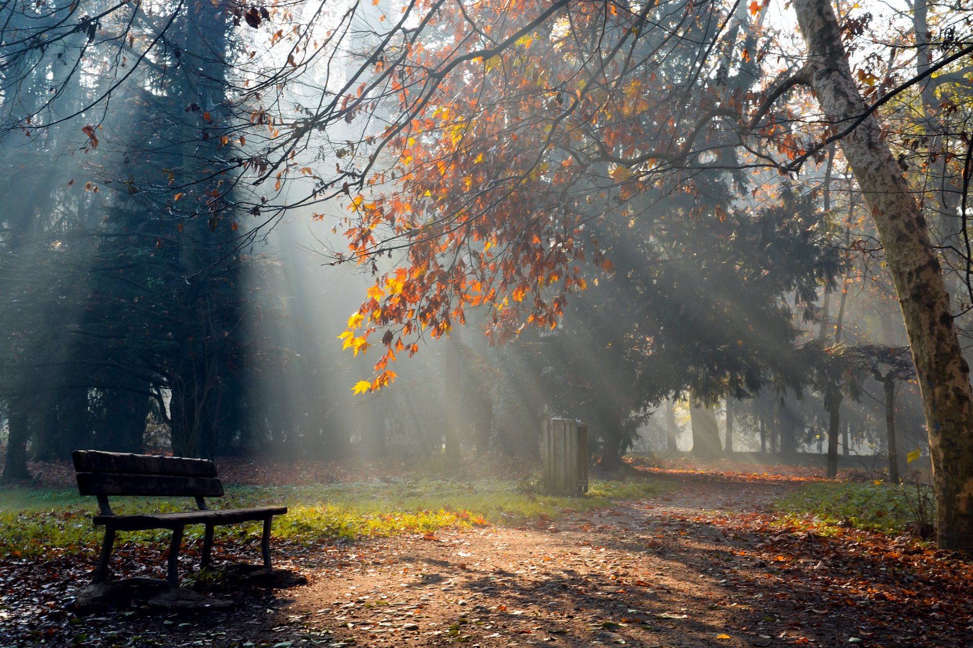 natur herbst park geschäft licht strahlen