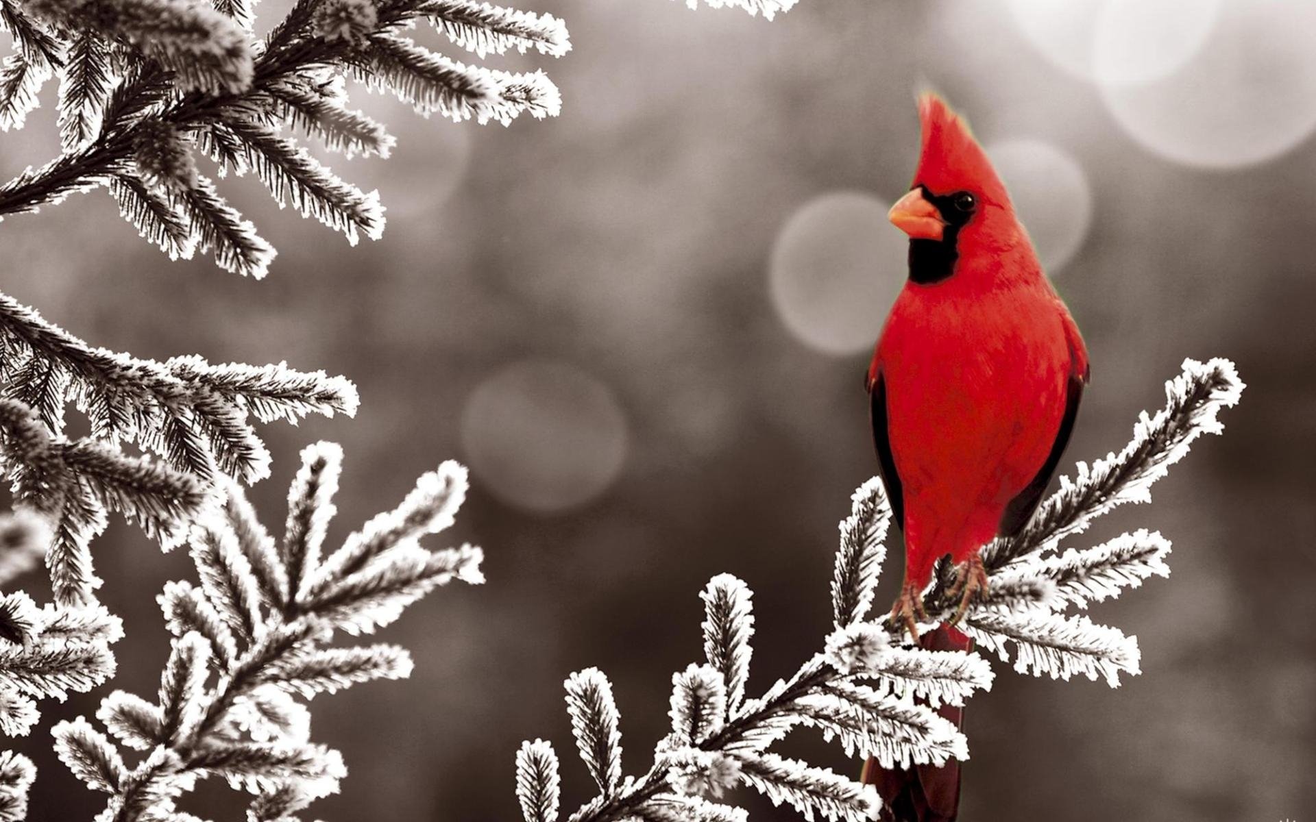 pájaro rojo rama naturaleza