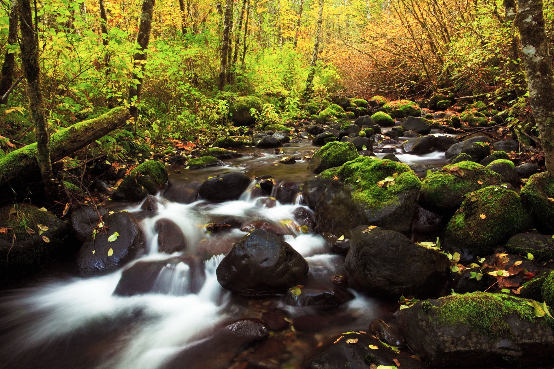 natur herbst fluss bäche steine laub