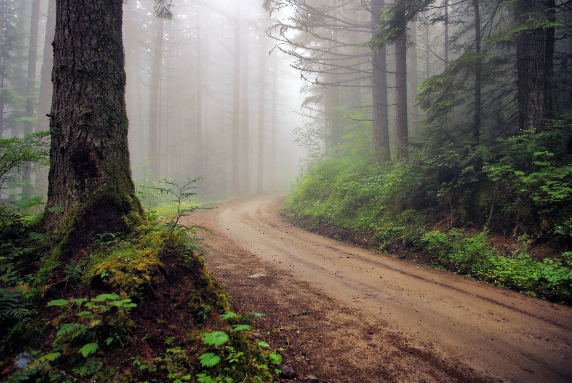 foresta strada nebbia