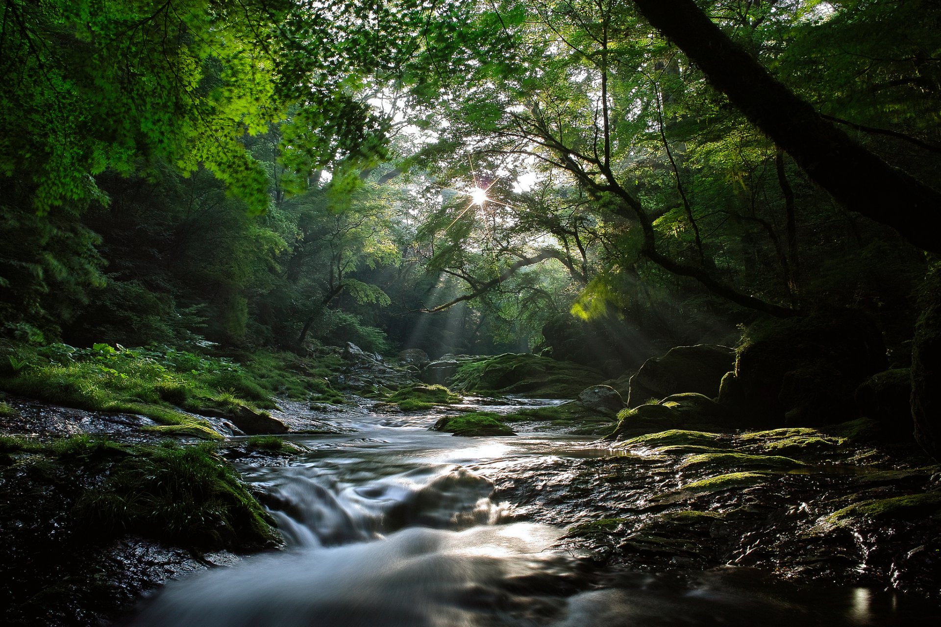 nature river feed forest maples light rays sun cool