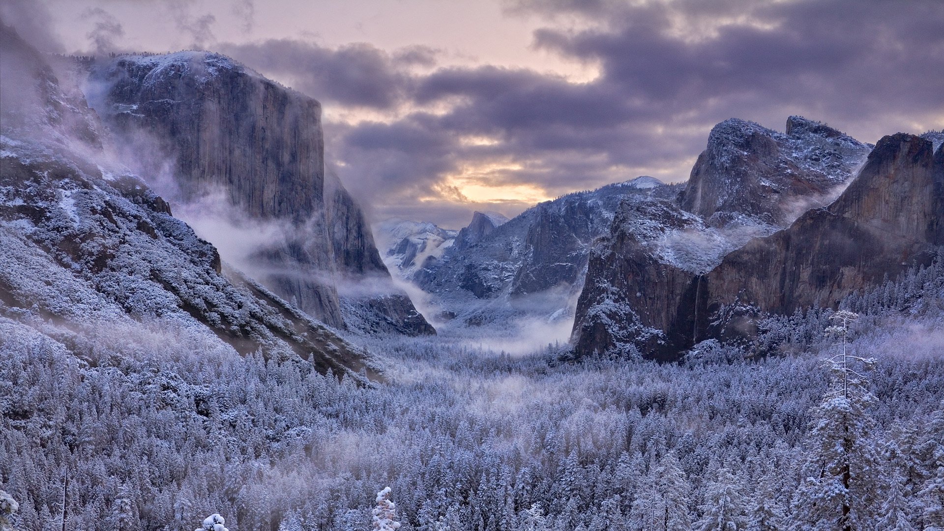 mountain winter tree