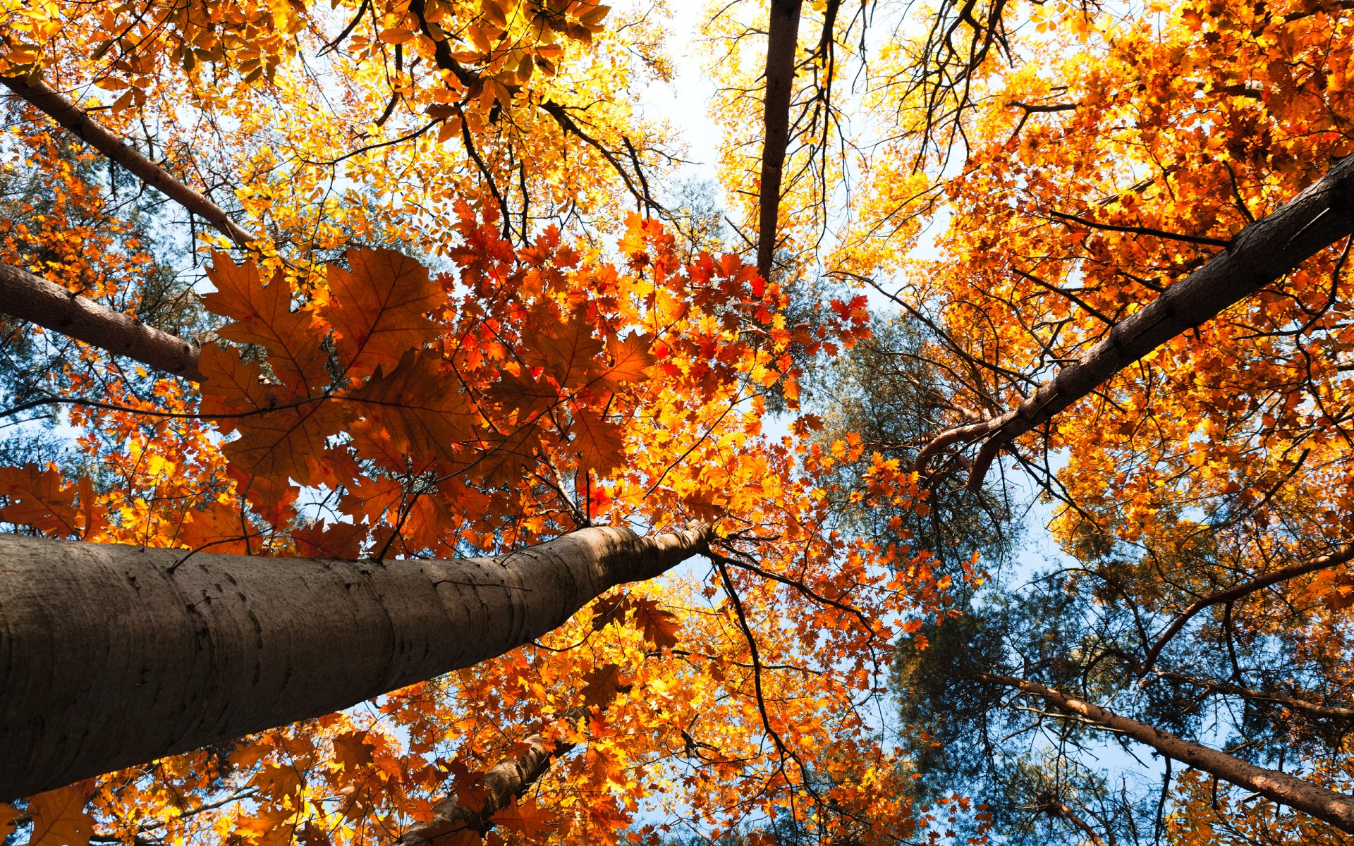 naturaleza paisaje bosque otoño árboles hojas cielo 2560x1600