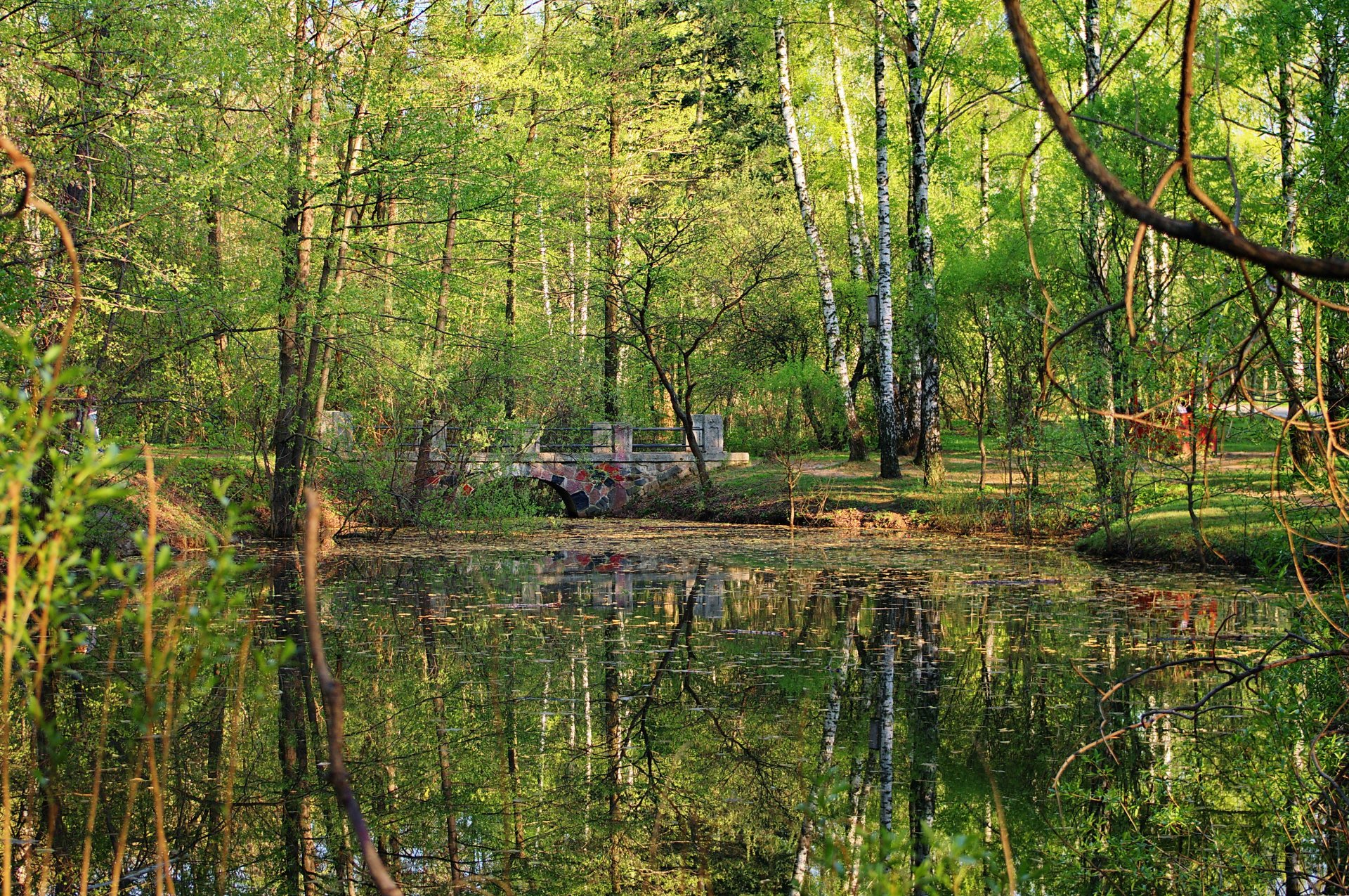 paesaggio ponte stagno acqua riflessione foresta parco alberi piante