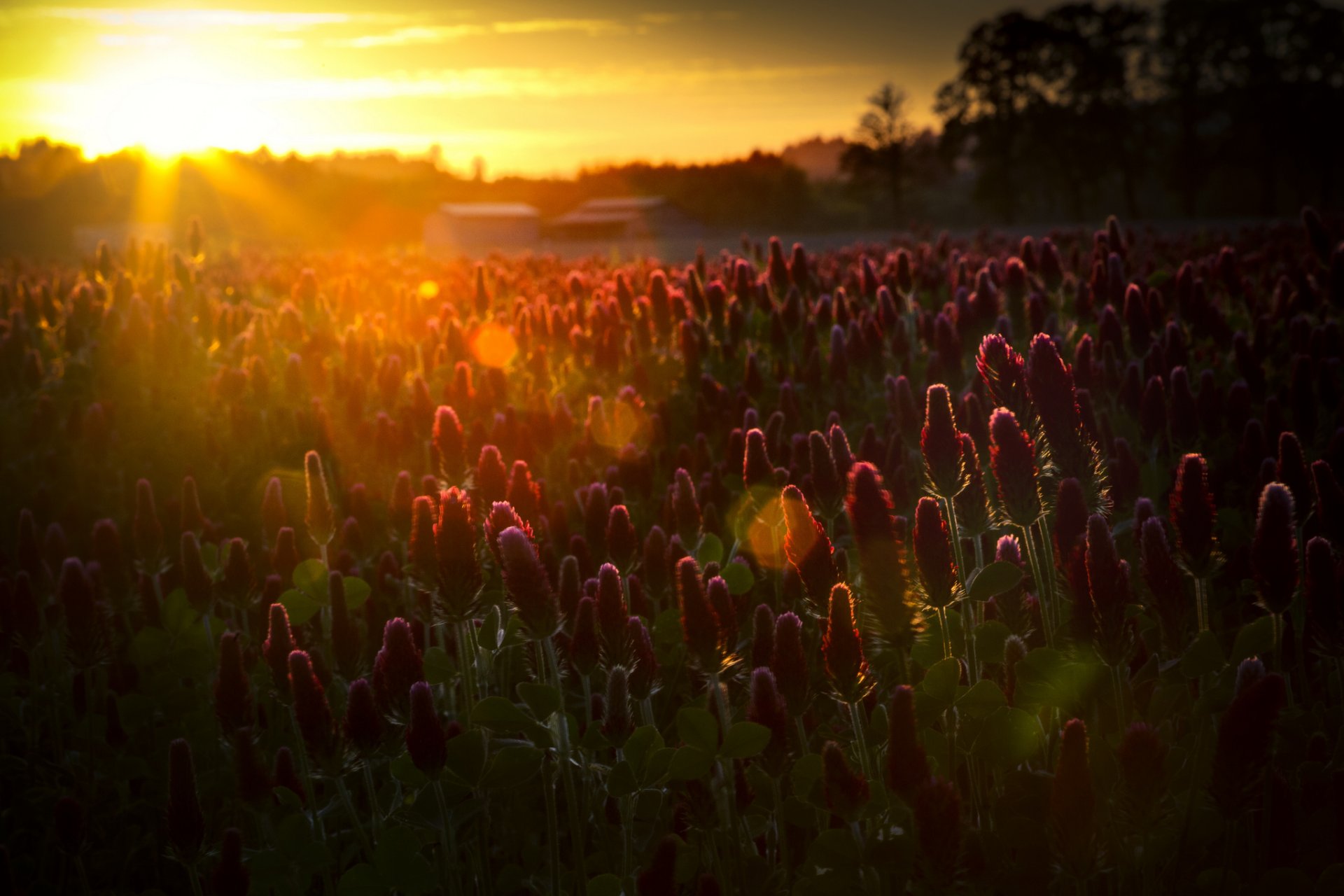 nature the field flower sun rays reflection